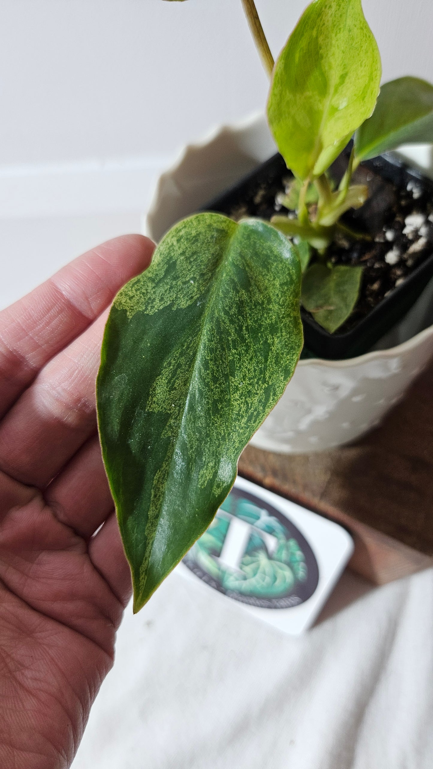 Philodendron BurleMarx Variegata X Paraiso Verde (PHI-791)