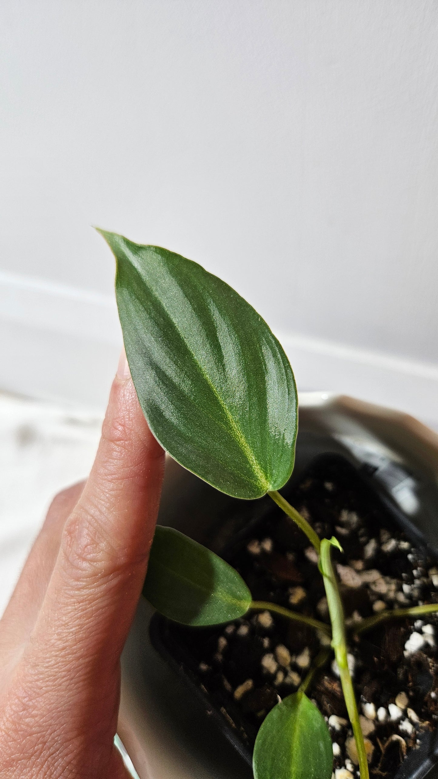 Philodendron Gloriosum Veins (PHI-837)