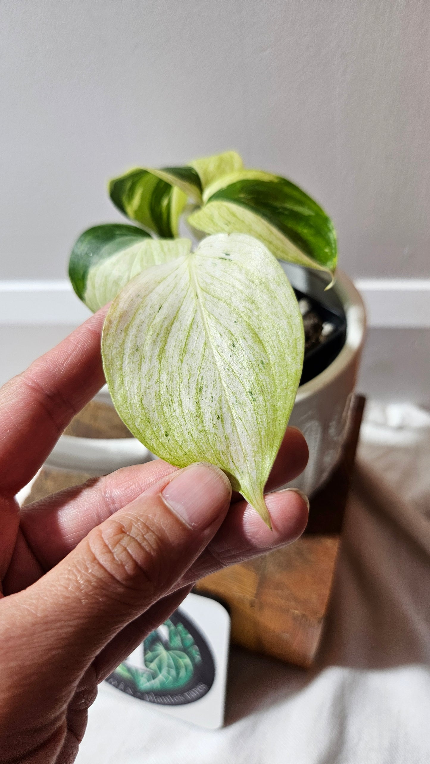 Scindapsus Blue Albo Tricolore (SCI-1240)