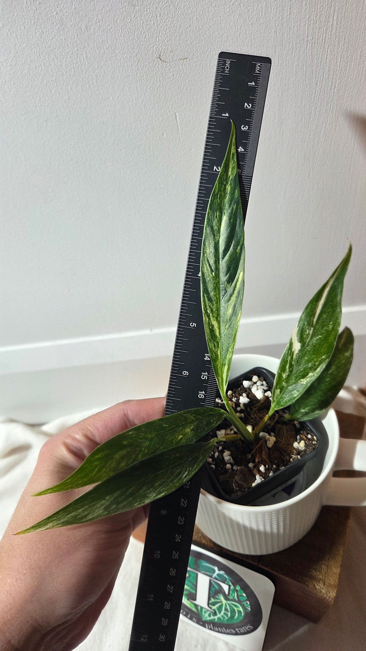 Rhaphidophora Megasperma Variegata (AUT-085)