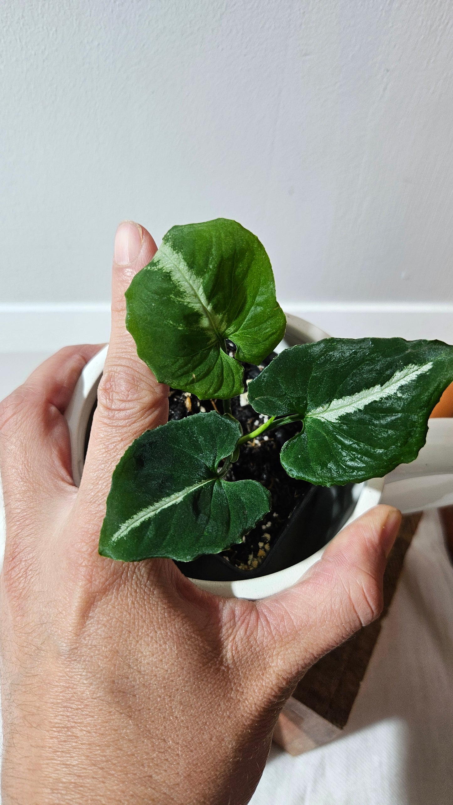 Syngonium Wendlandii "Southern Star"(SYN-317)