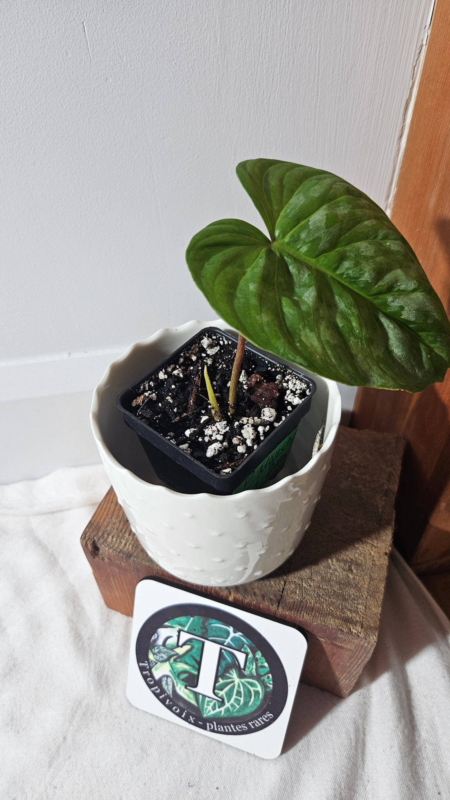 Philodendron Majestic (PHI-778)