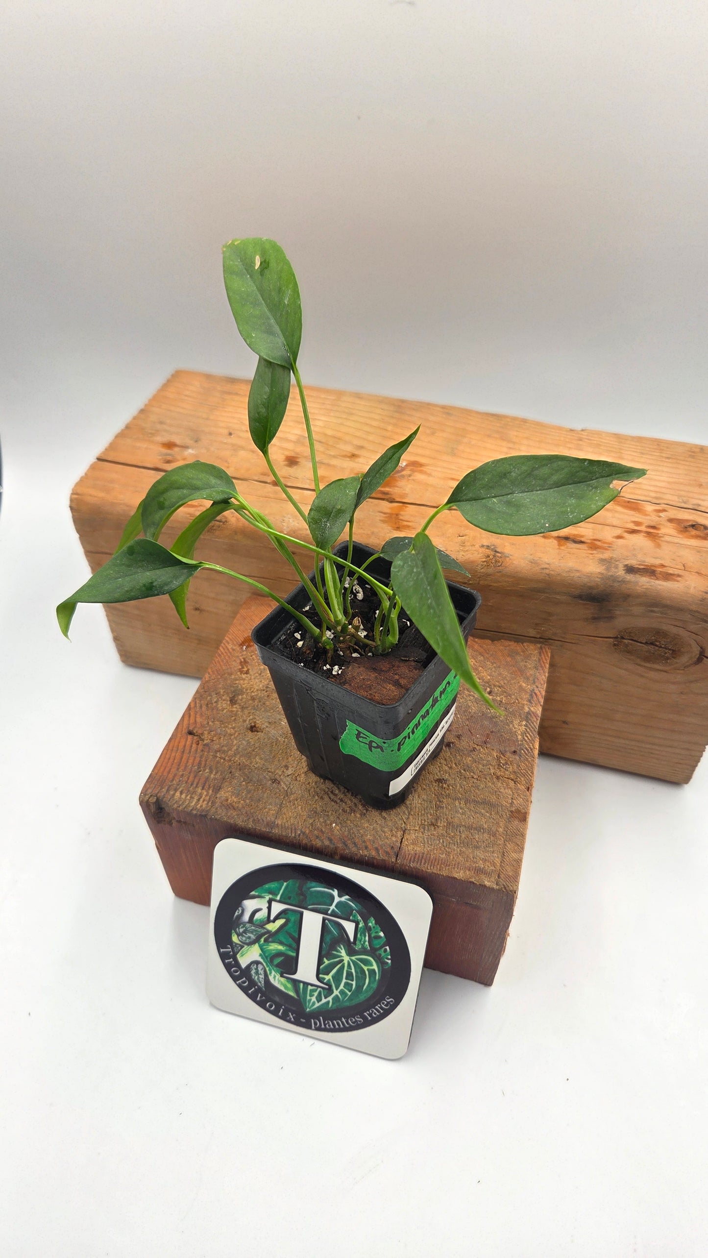 "FREEBIE" Epipremnum pinnatum Albo REVERT 1 FREEBIE/PERSONNE (avec achat minimum de 60$ avant taxes)