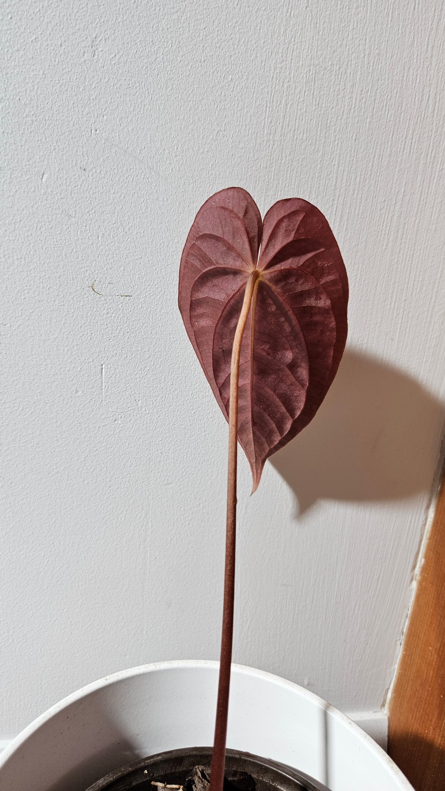 Anthurium Papillilaminum (d'équateur) "format PETIT/MOYEN" (ANT-540)