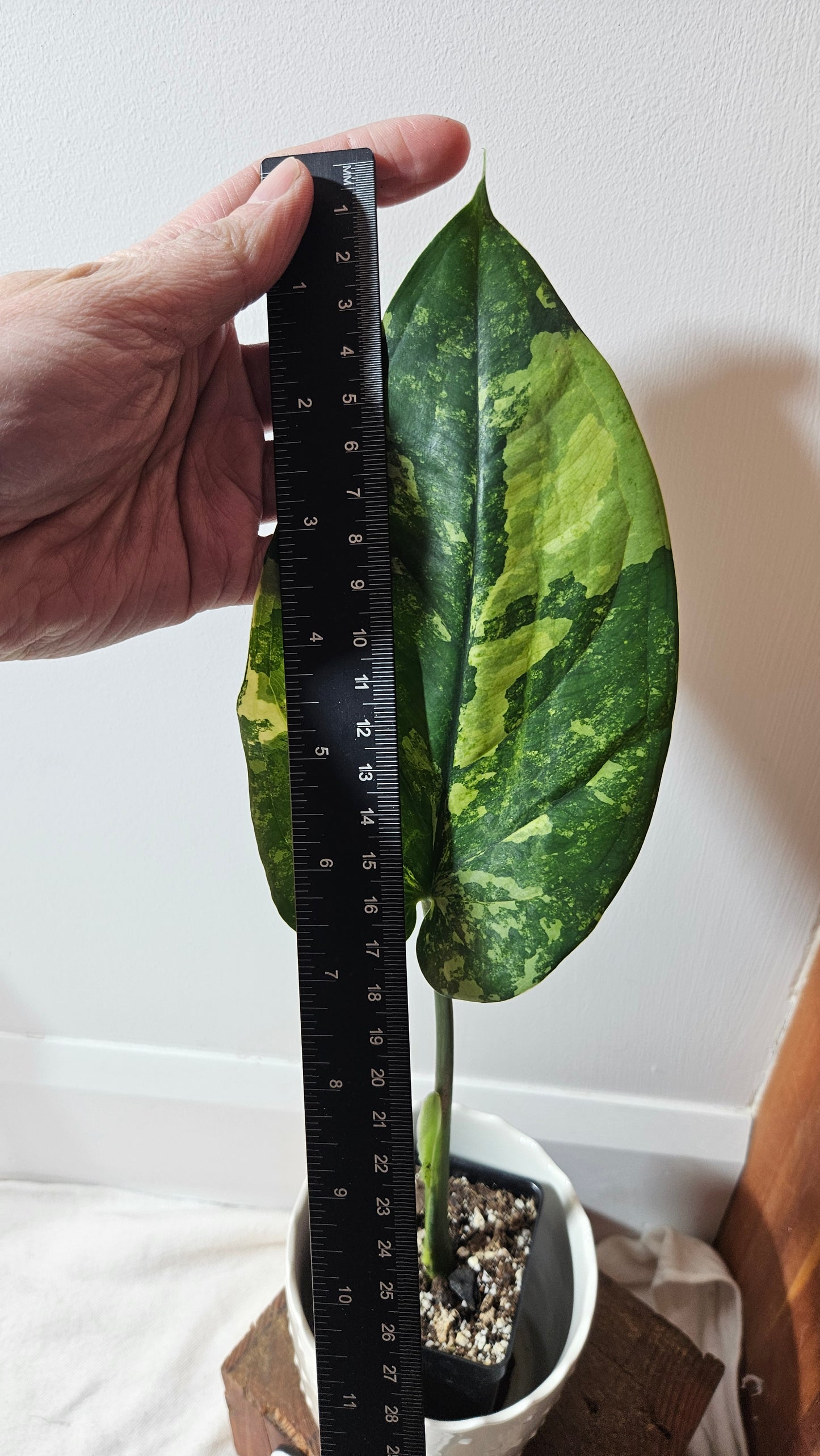 Syngonium Chiapense Albo (SYN-362)