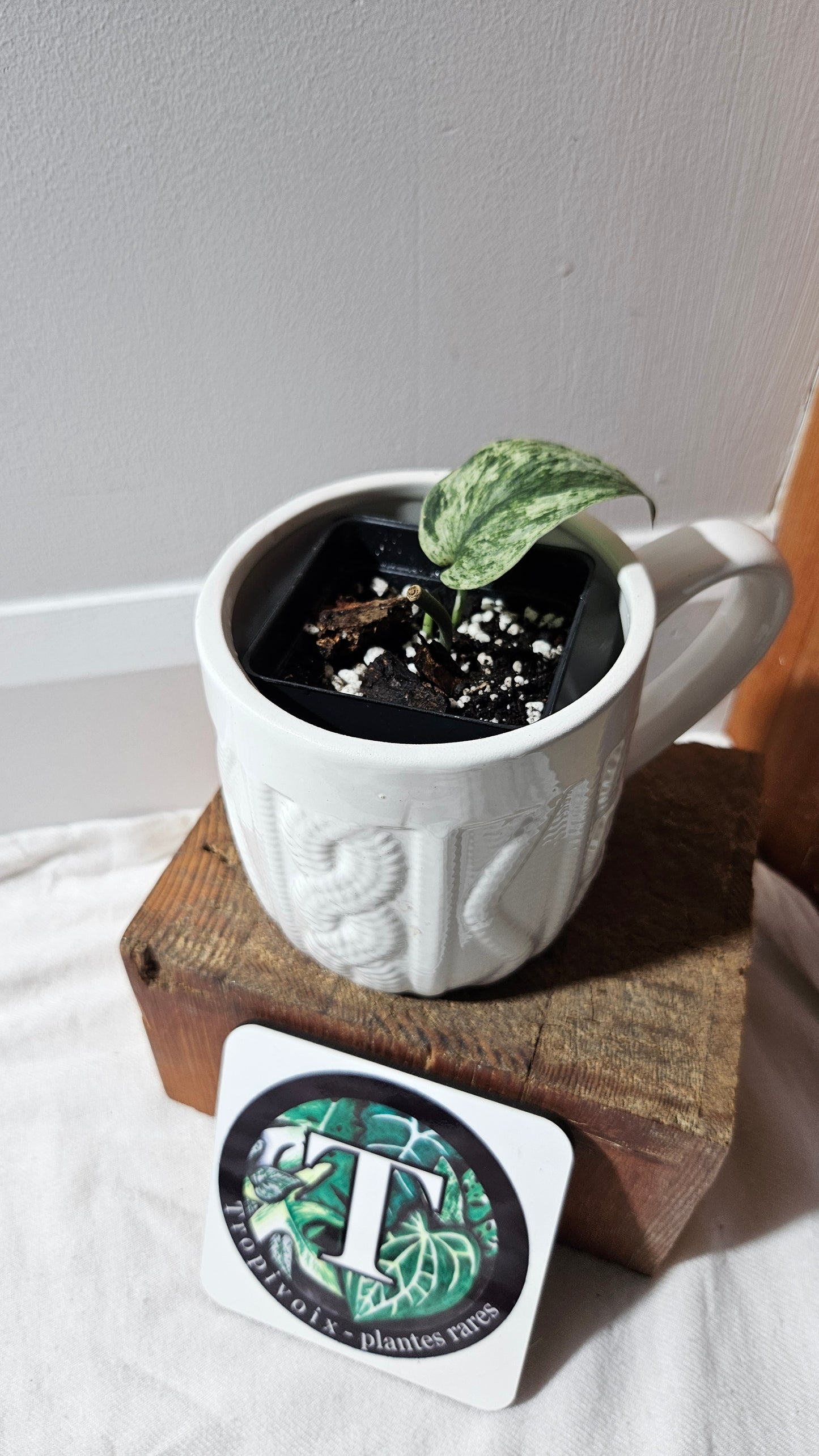 Scindapsus Silver Satin albo (SCI-1148)