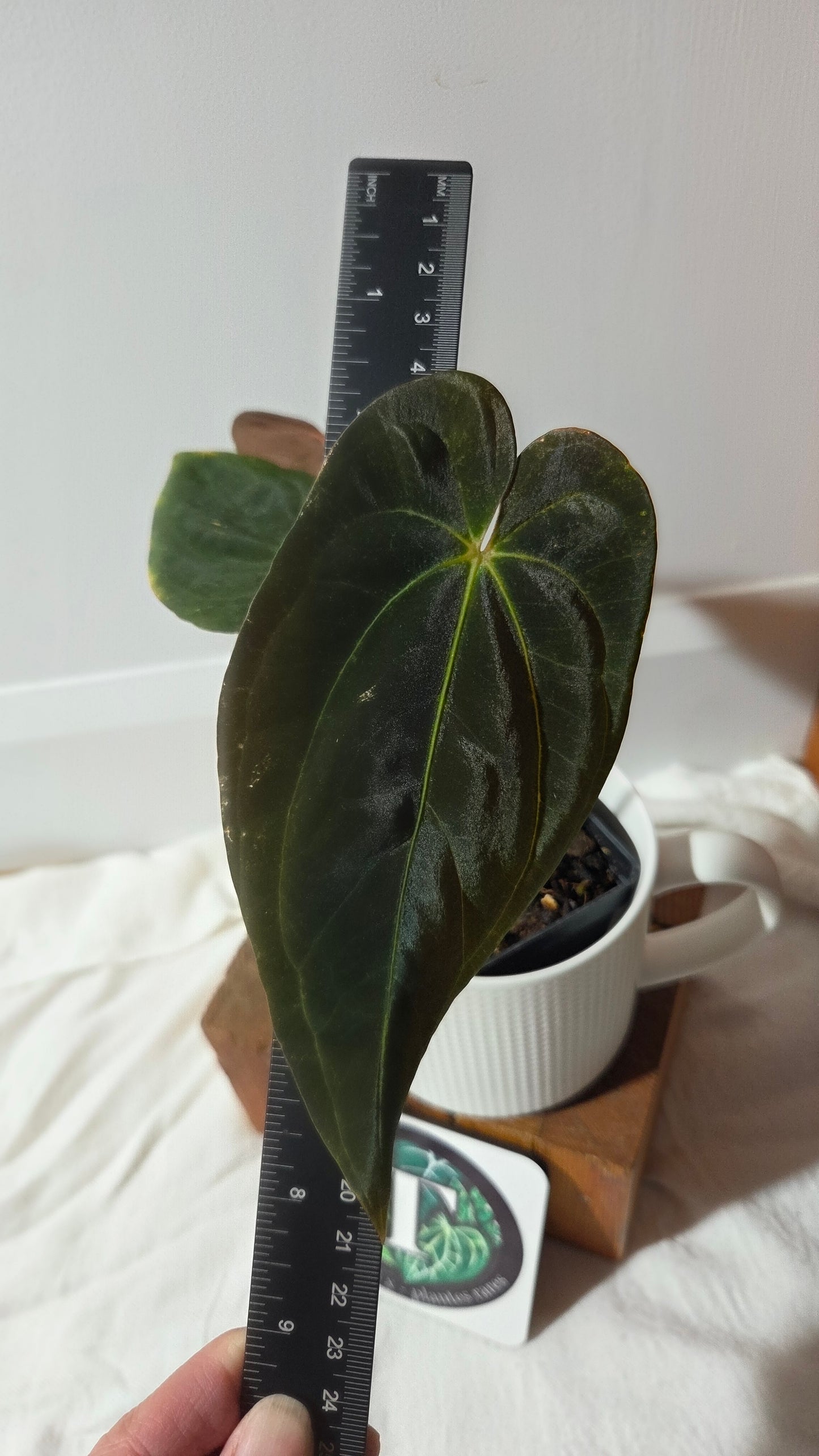 Anthurium Papillilaminum (d'équateur) "format MOYEN" (ANT-358)