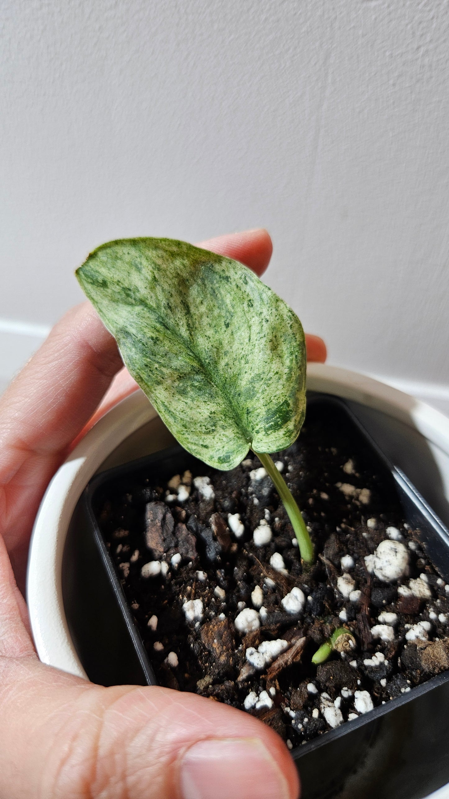 Scindapsus Keraton (SCI-1086)