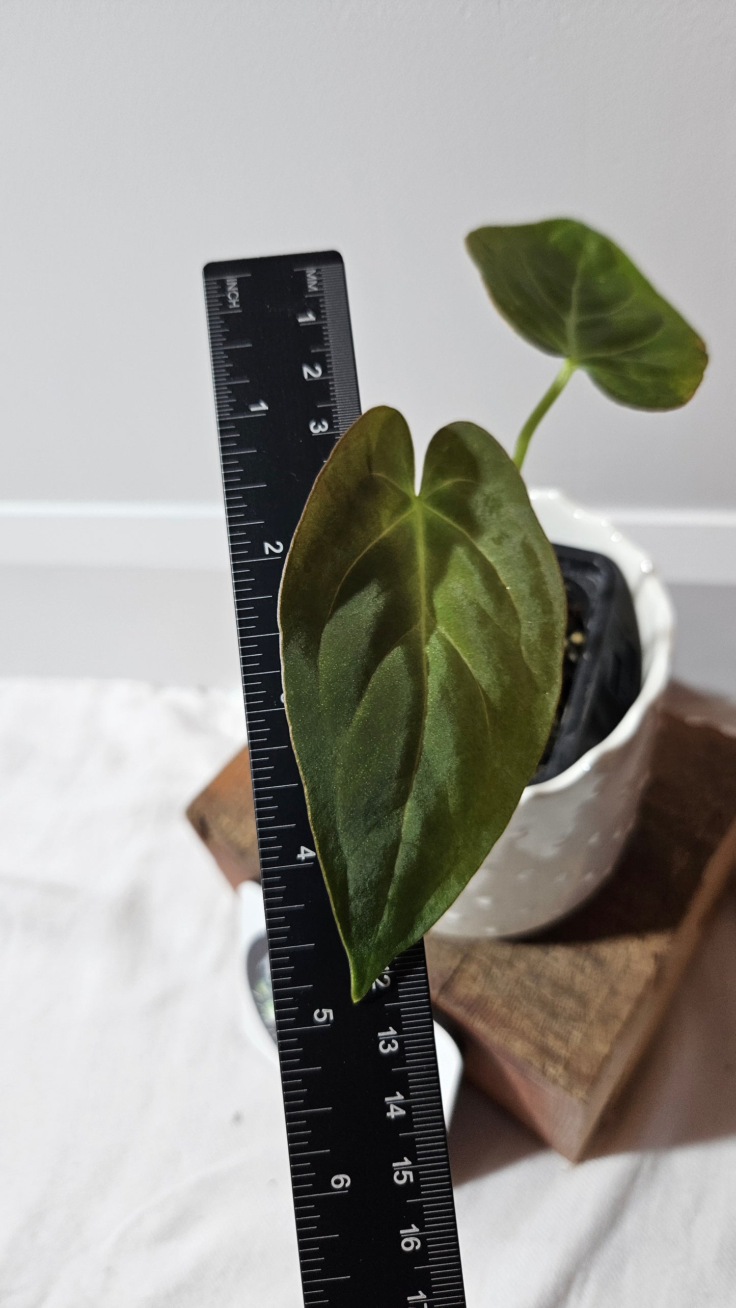 Anthurium Dark Phoenix "format MOYEN" (ANT-458)