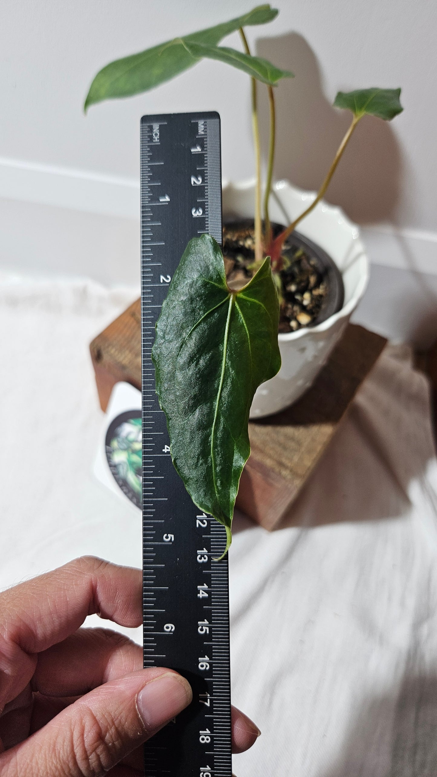 Anthurium Blue Ocean (Blue Papi X AOS) "format MOYEN" (ANT-316)