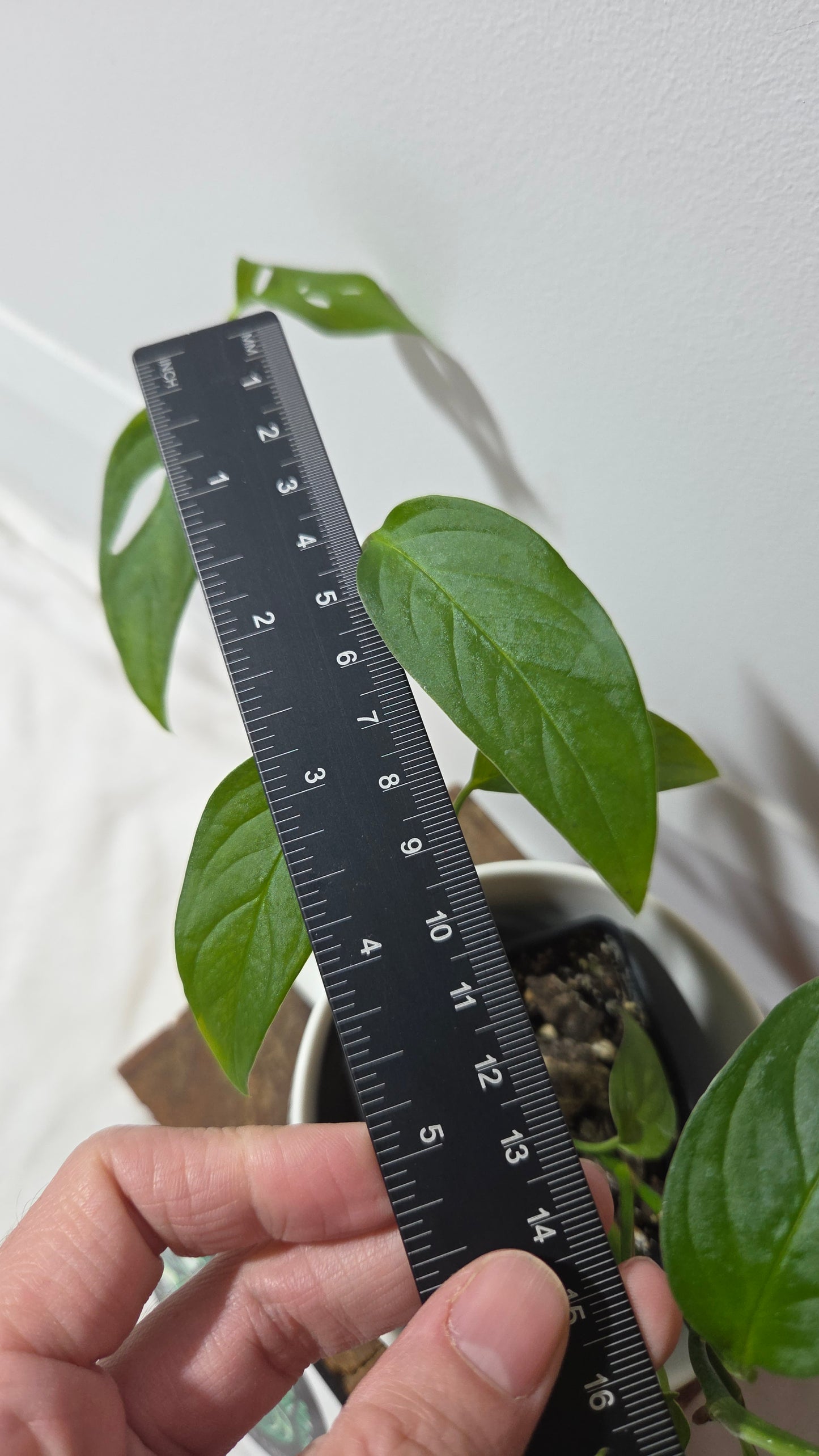Monstera Obliqua Aff Napo (MON-533)