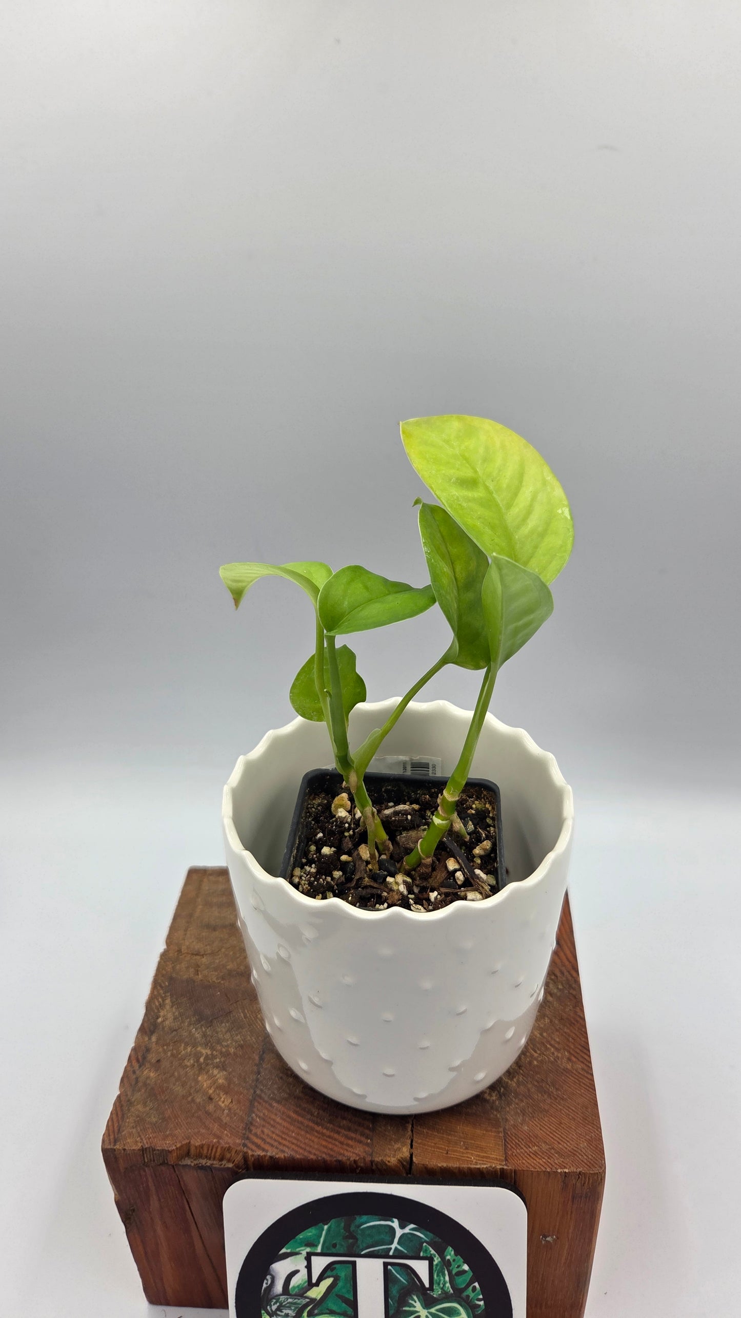Monstera Obliqua Aff Limon (MON-312)