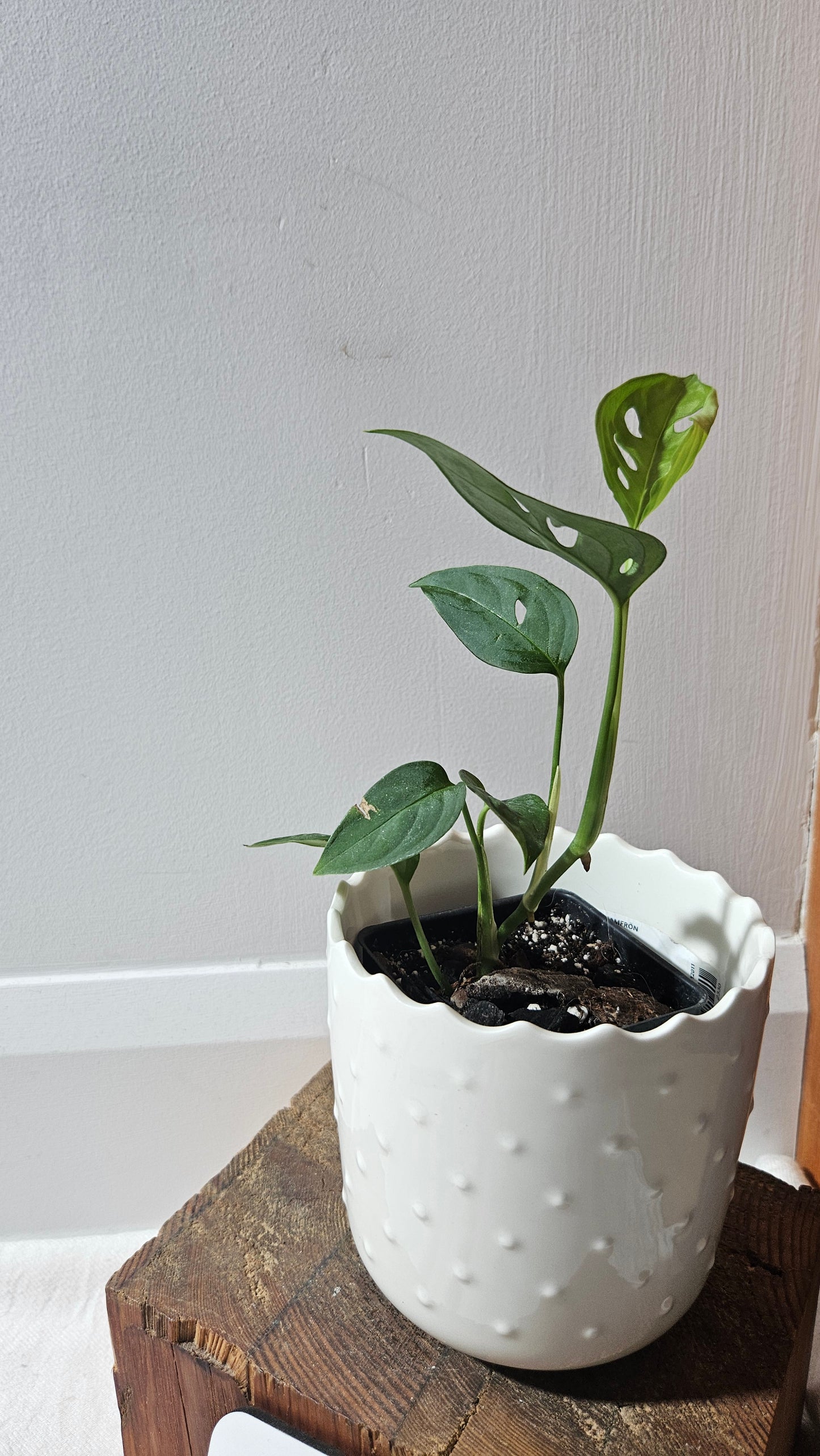 Monstera Obliqua Aff Indanza (MON-436)
