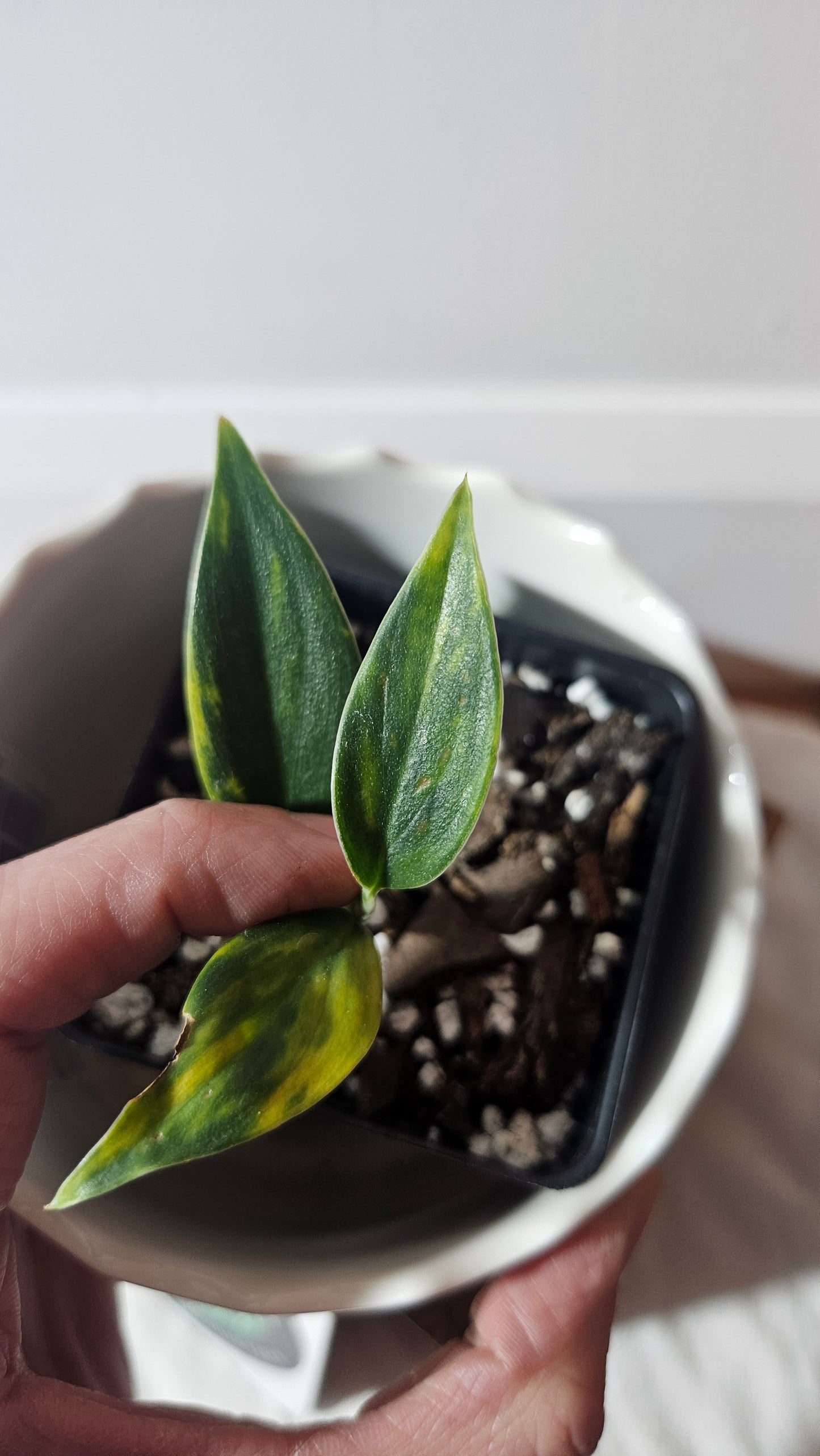 Scindapsus Coriaceus Aurea (SCI-939)