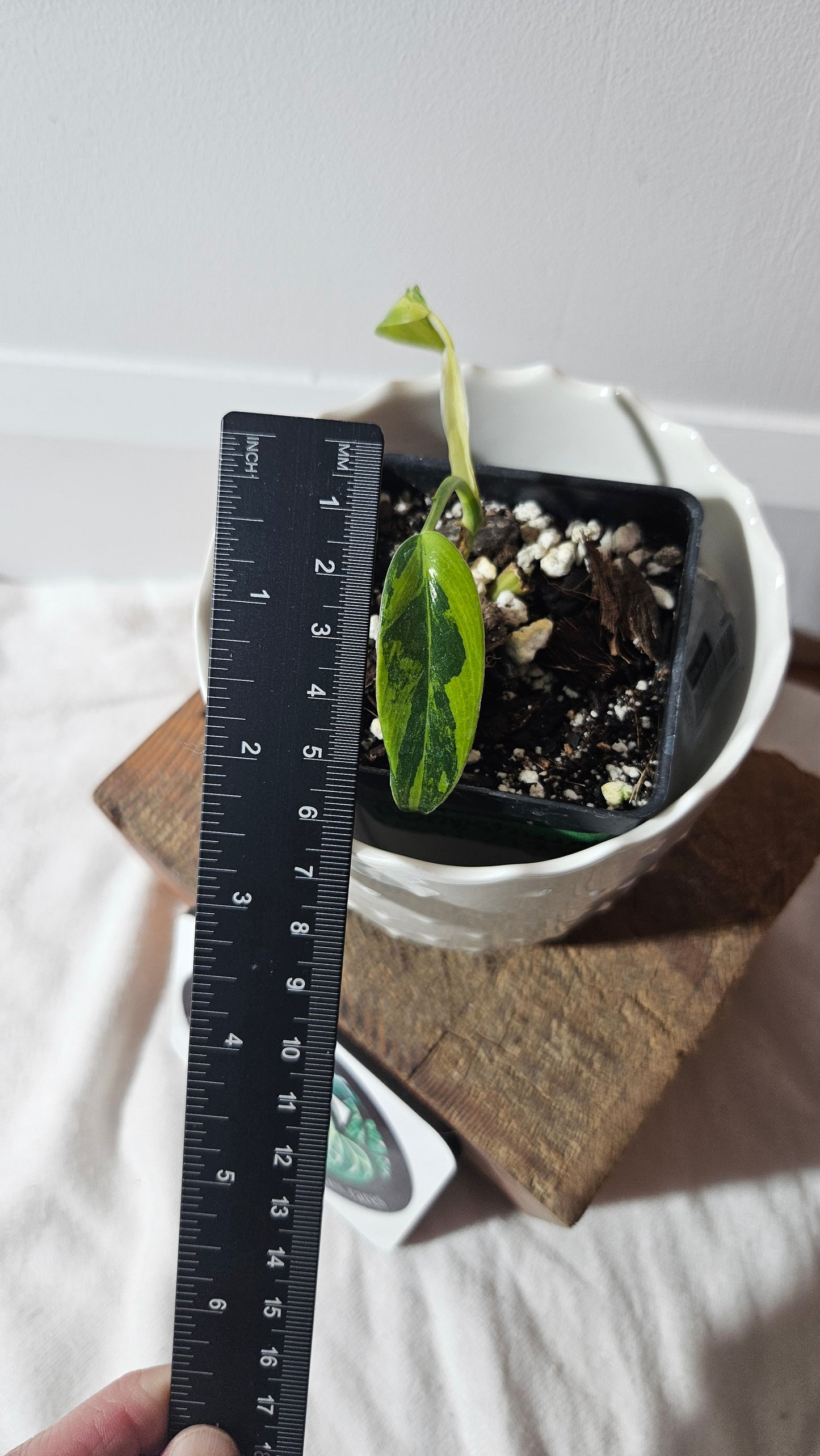 Philodendron Domesticum Variegata (PHI-768)