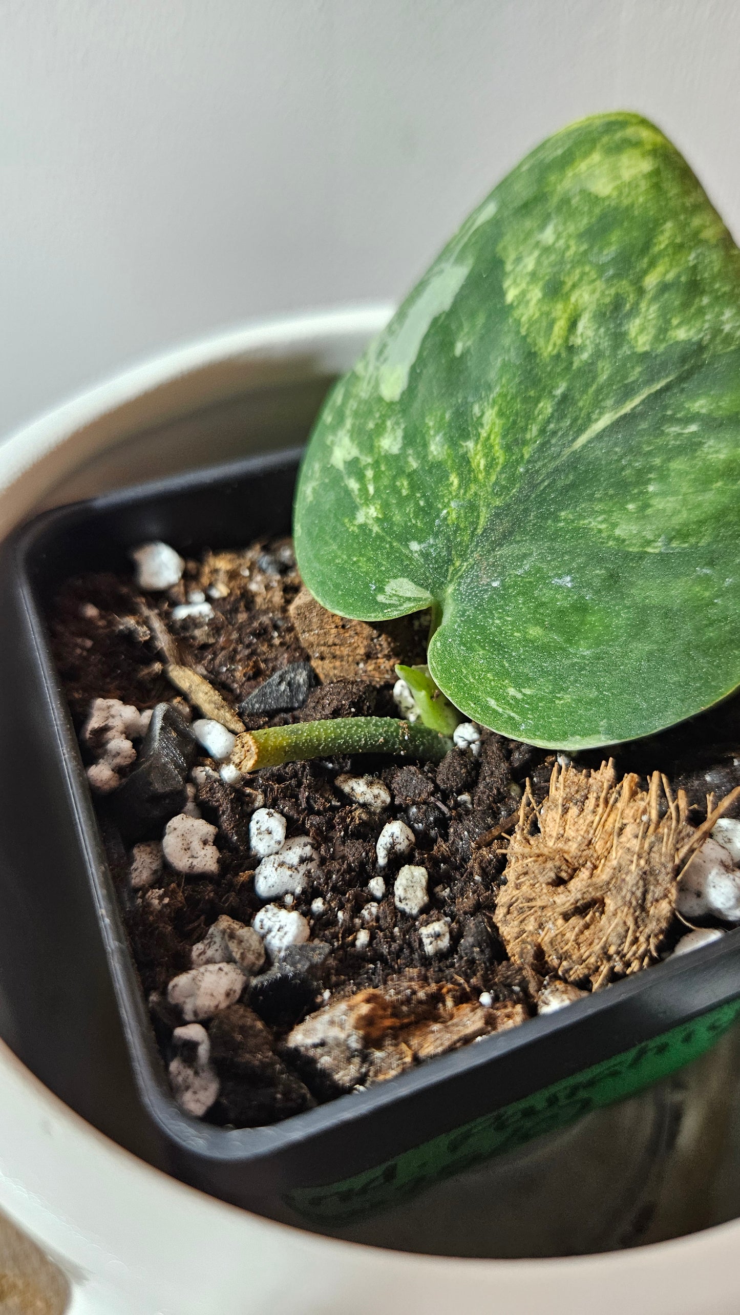 Scindapsus Parahiyangan (SCI-1071)