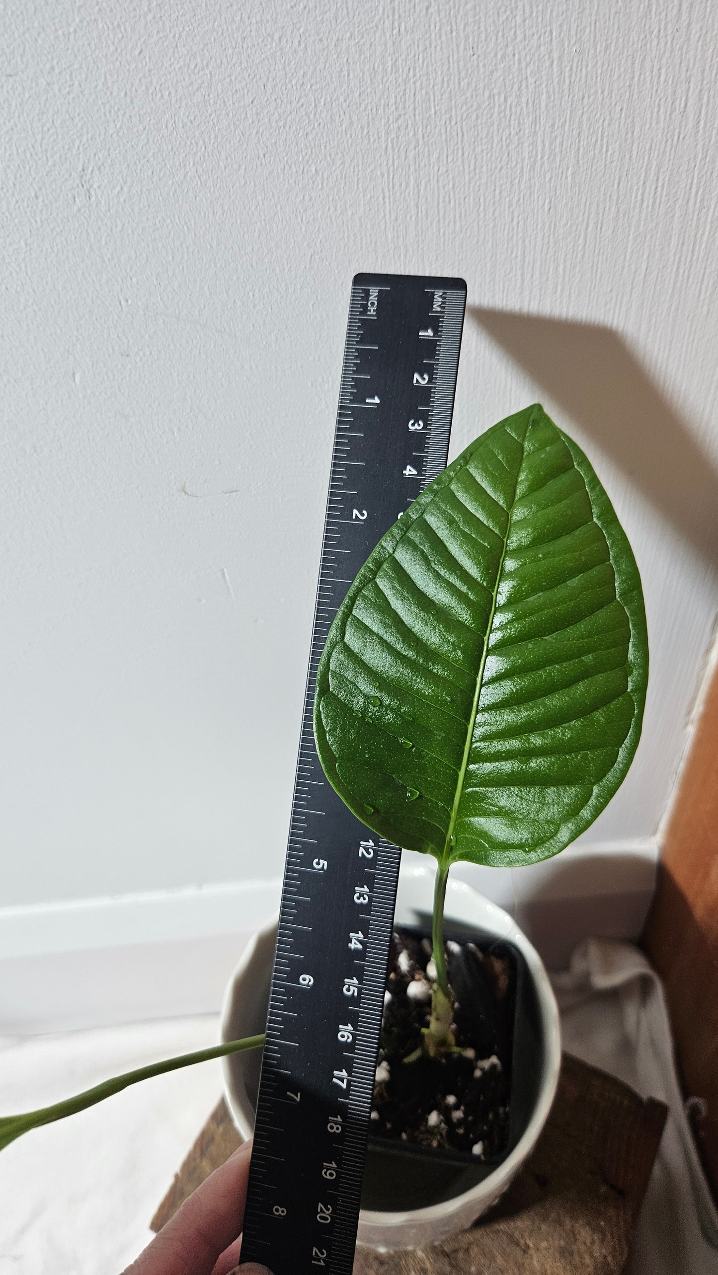 Anthurium Umbricola "format MOYEN" (ANT-323)