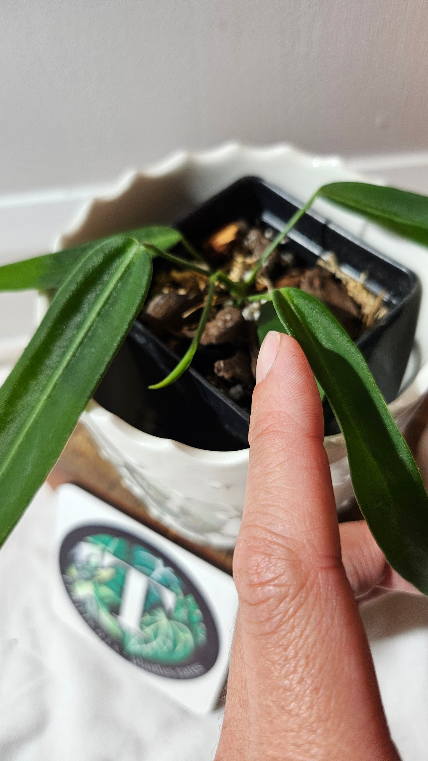 Anthurium Pallidiflorum Super Black "format MOYEN"(ANT-448)