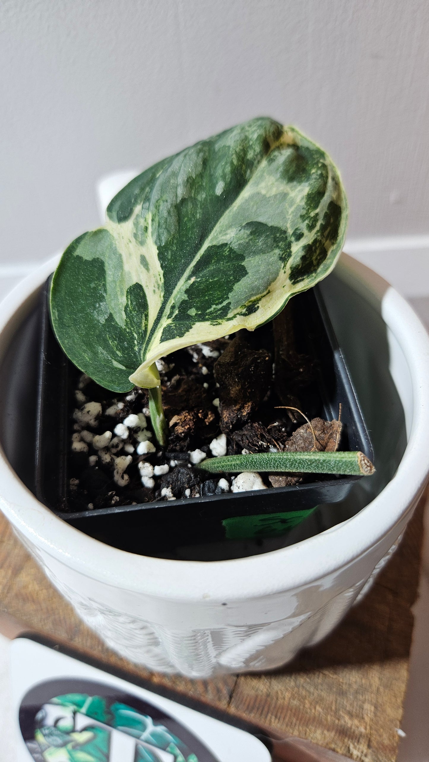 Scindapsus Black Dragon white (SCI-1075)