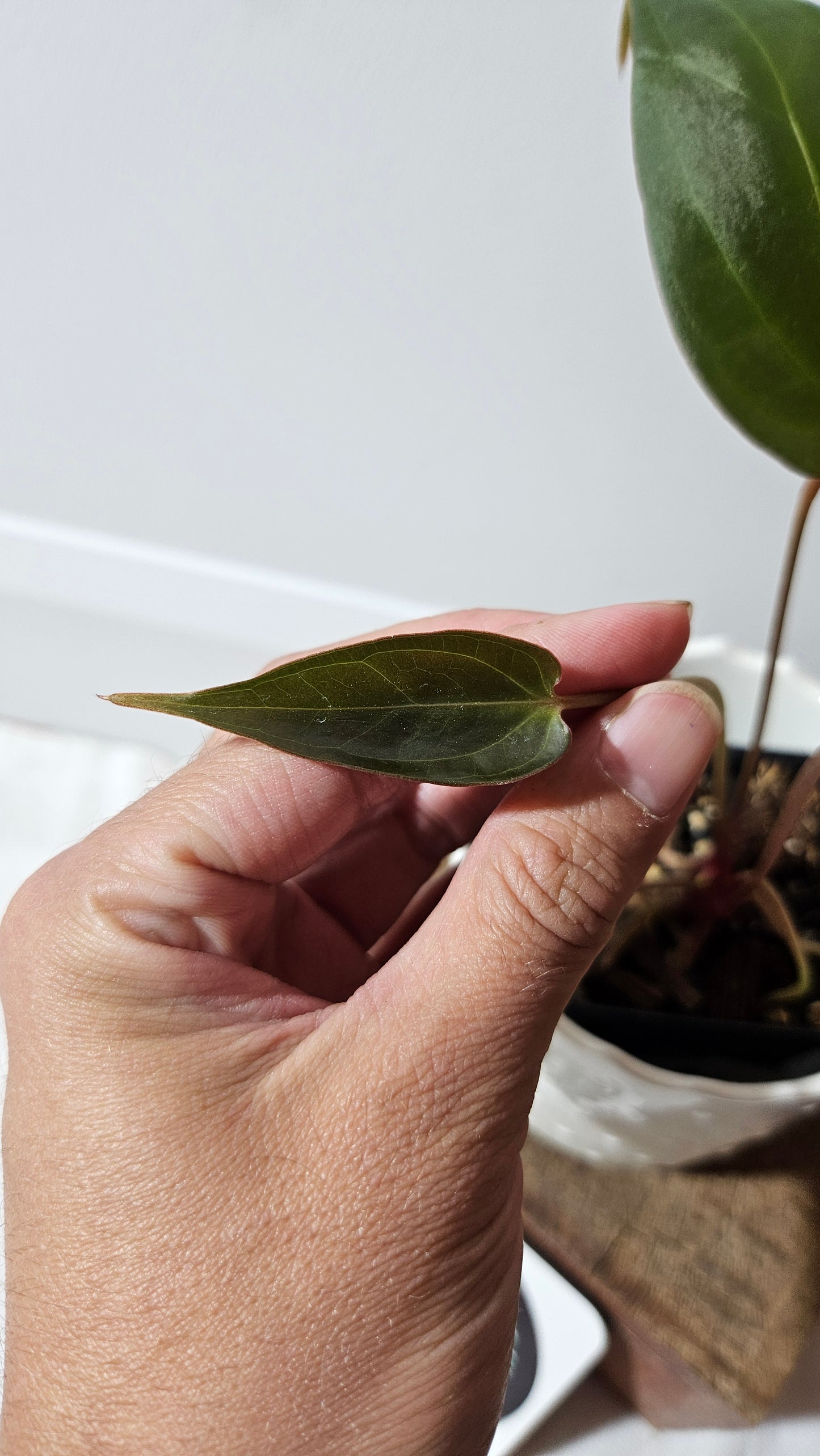 Anthurium Luxurians X Napo "format MOYEN" (ANT-249)
