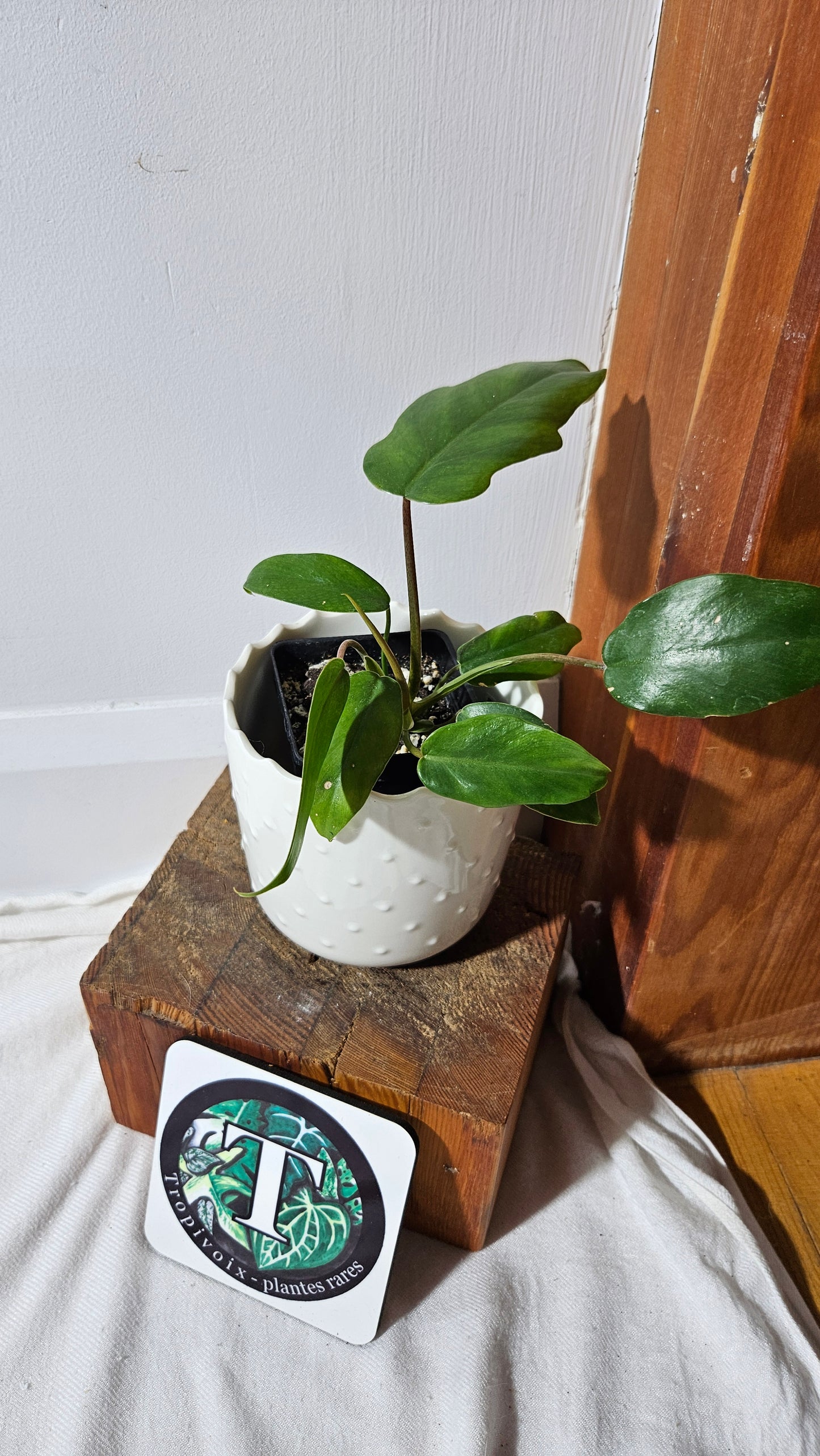 Philodendron Mayoi (PHI-854)