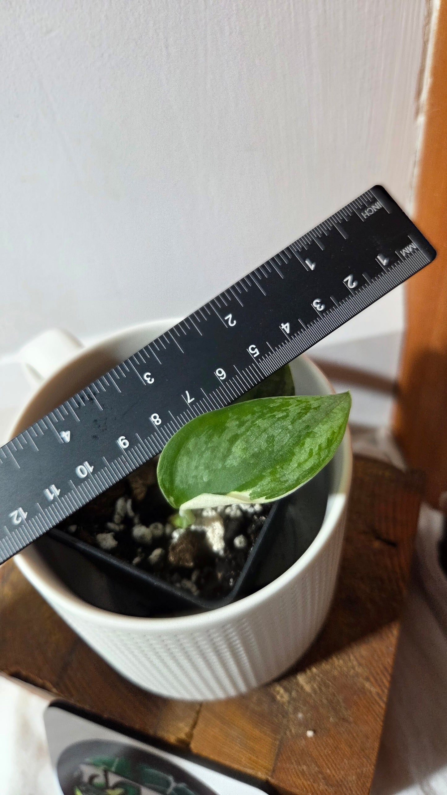 Scindapsus Silver Tattoo Variegata (SCI-1361)