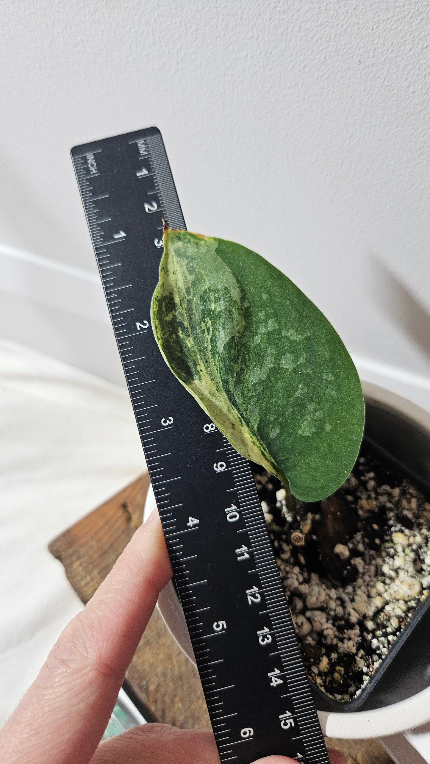 Scindapsus Black Dragon Variegata (SCI-858)