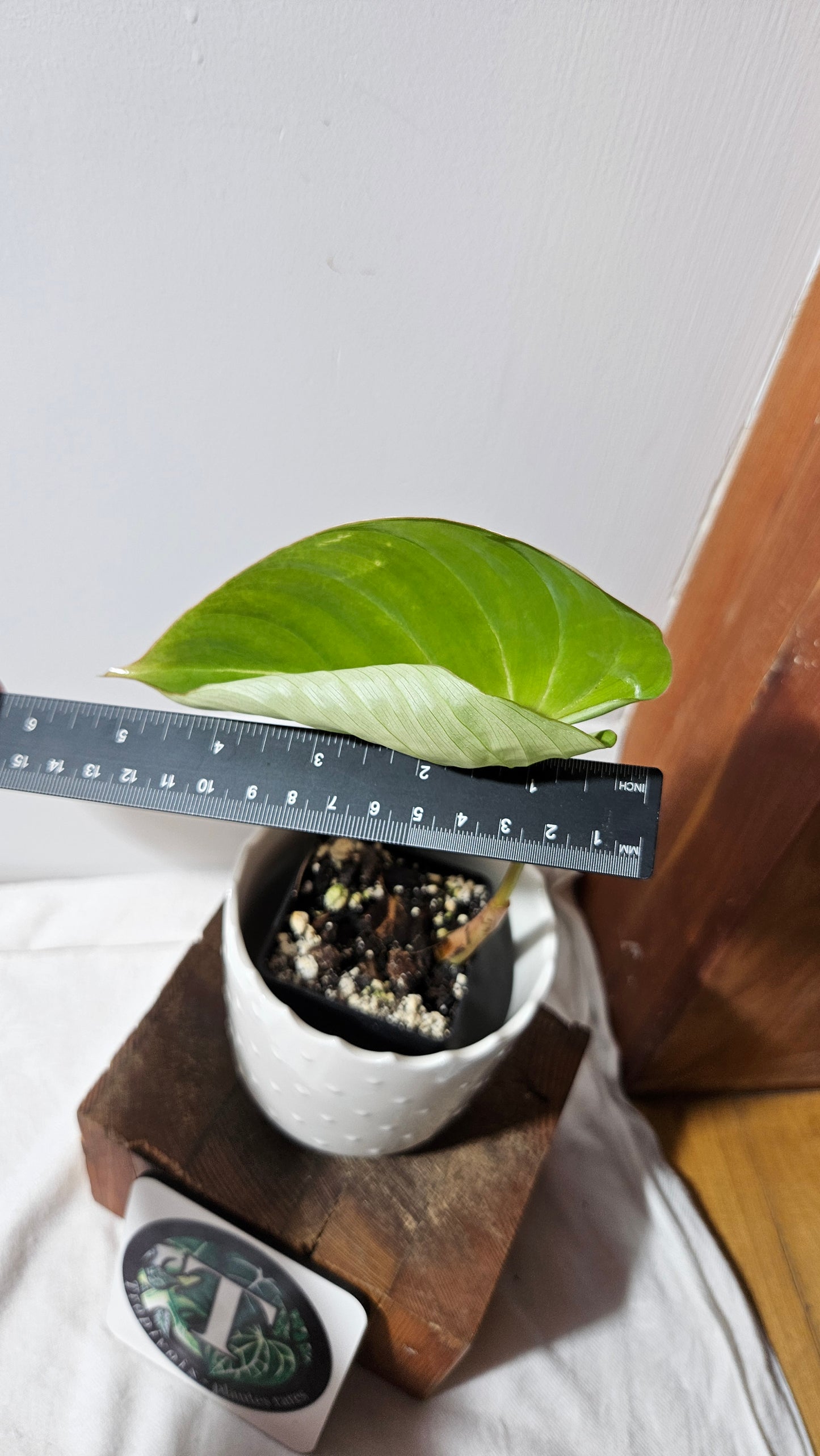 Philodendron Gloriosum (PHI-811)