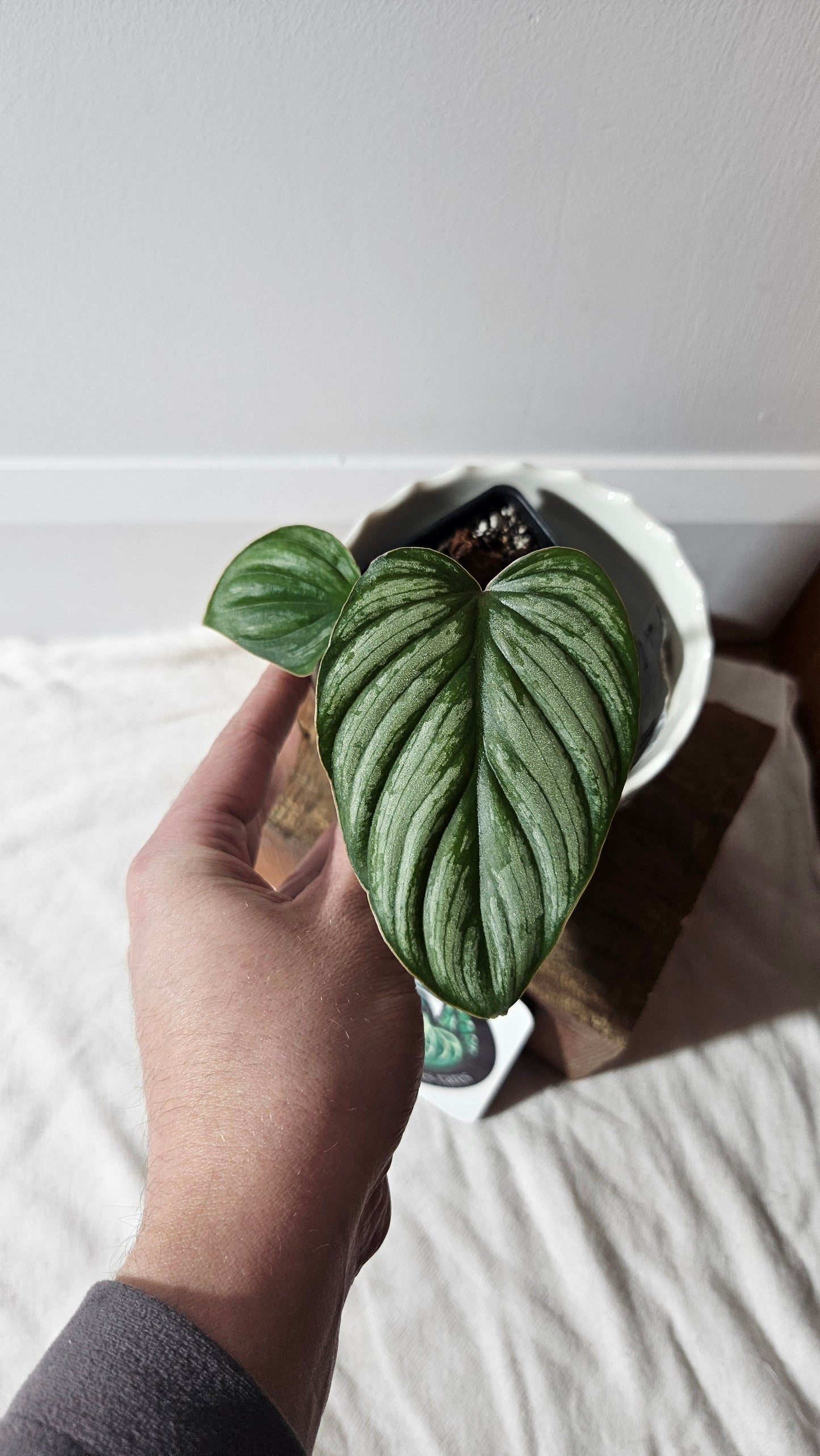 Philodendron Mamei White (PHI-770)