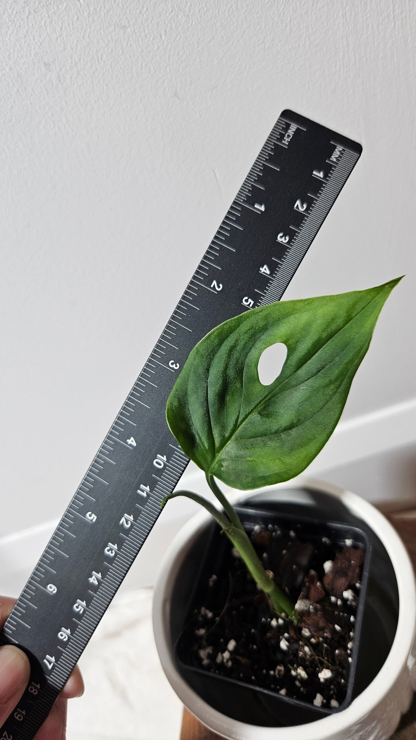 Monstera Obliqua Aff Cuyabeno (MON-169)