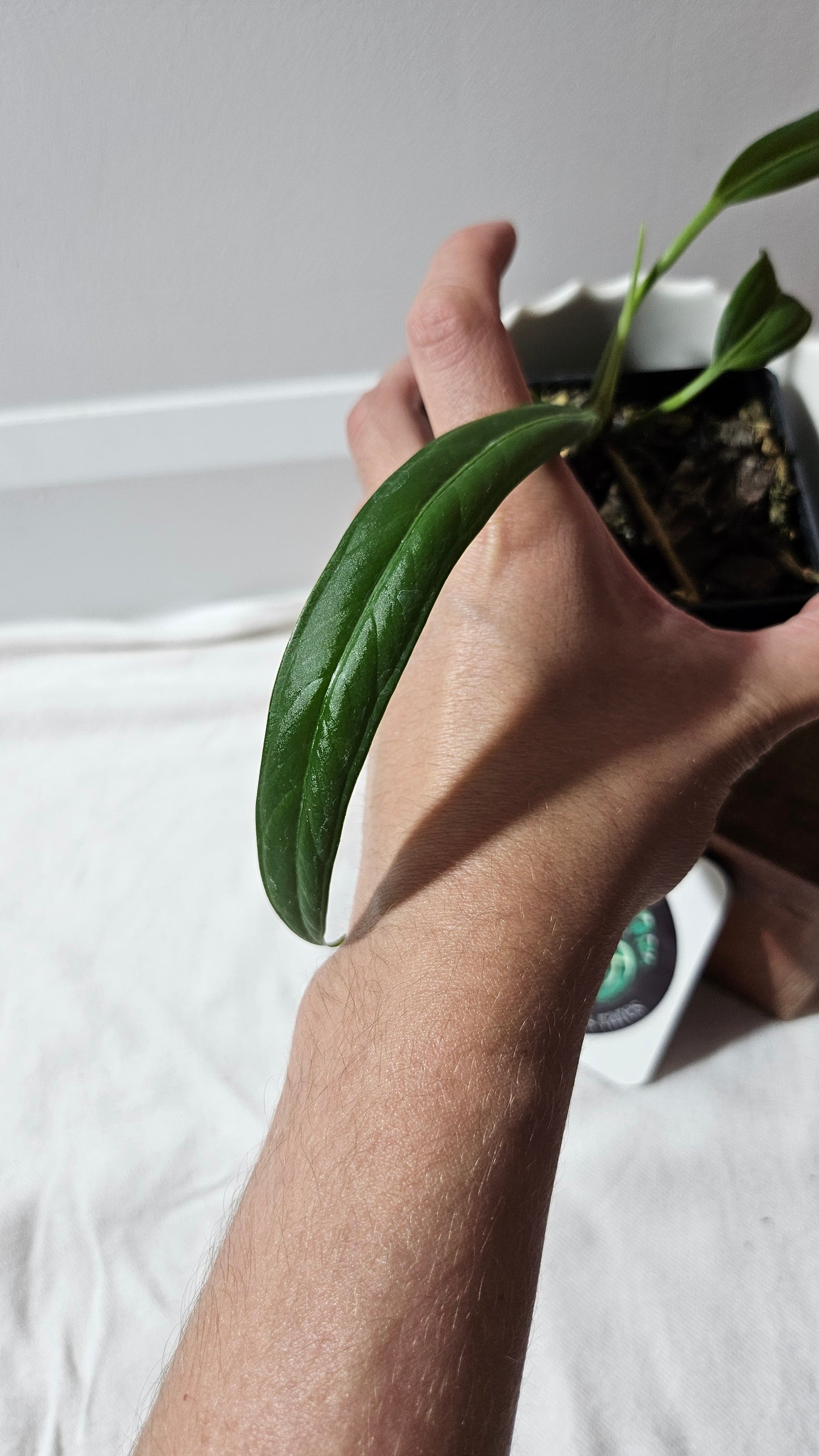 Anthurium Ceronii Aff "format PETIT"(ANT-446)