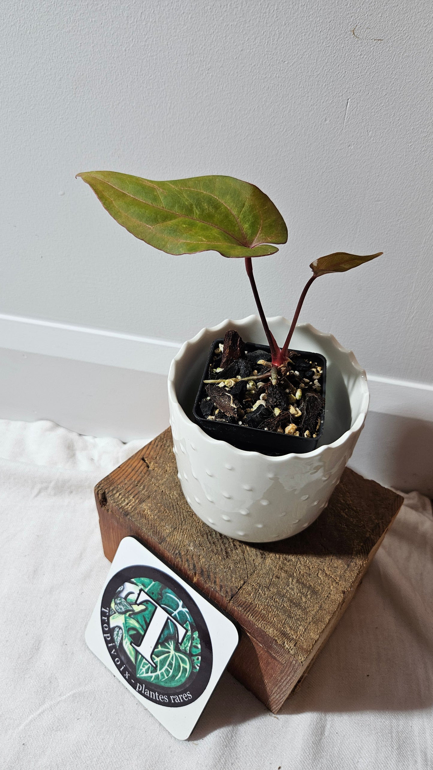 Anthurium Red Stem "format PETIT" (ANT-515)