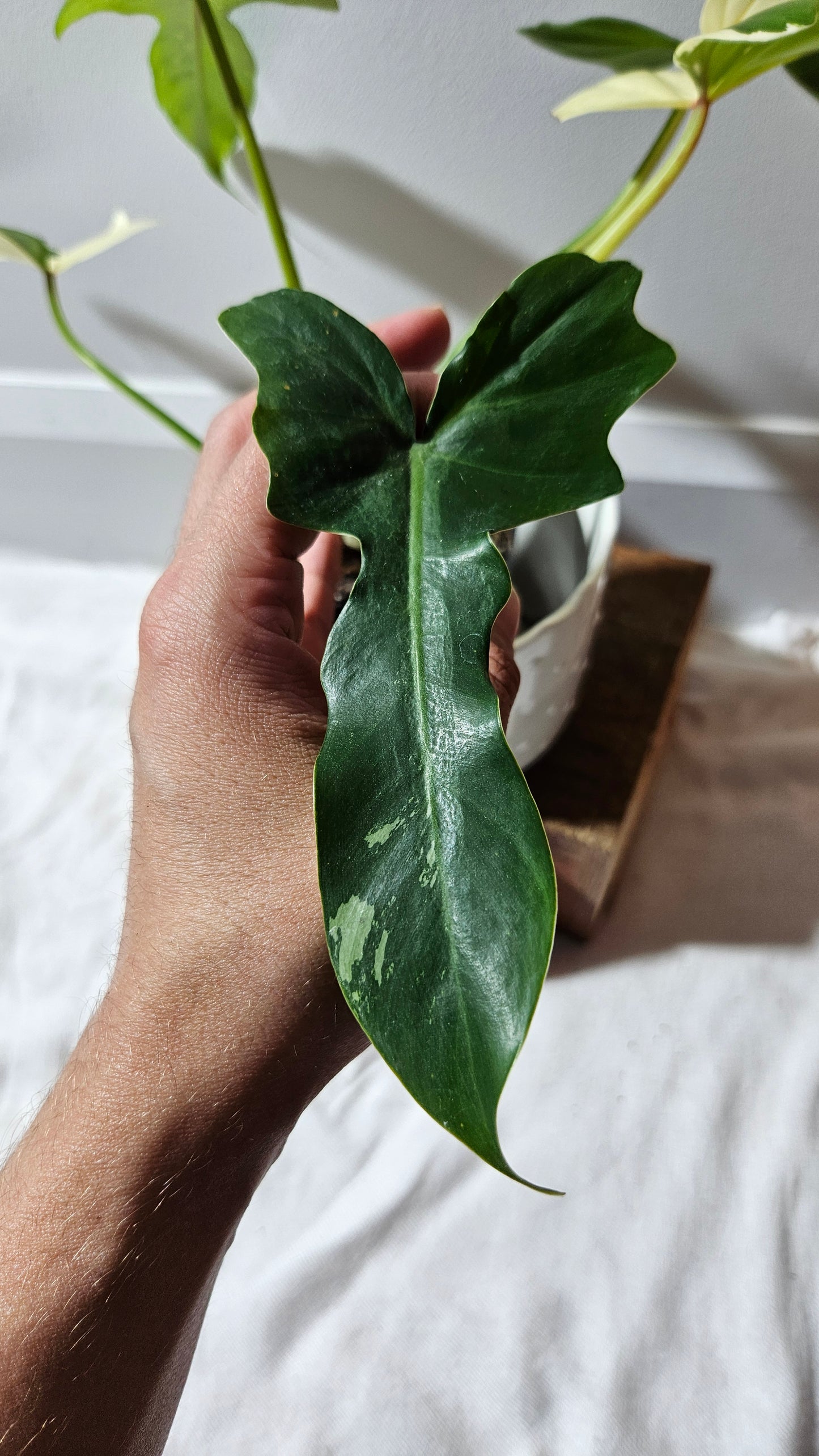 Philodendron Golden Dragon Variegata (PHI-899)