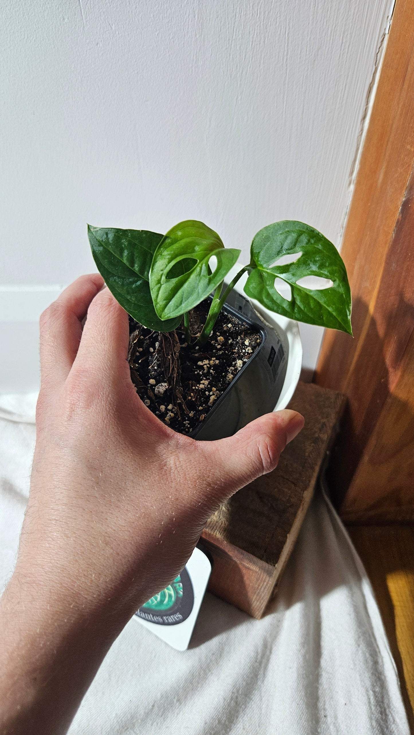 Monstera Obliqua Aff Zamora (MON-405)