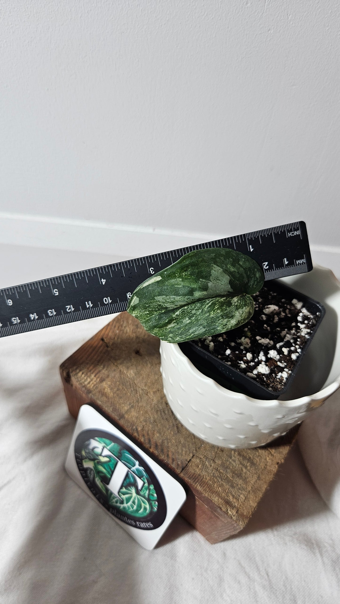 Scindapsus Exotica Salaka Variegata (SCI-702)