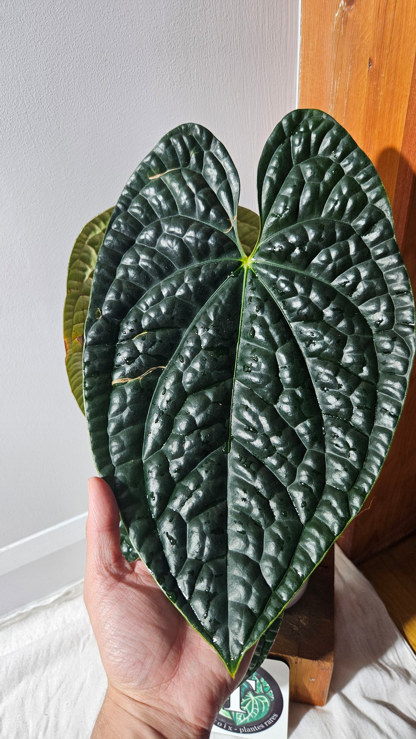 Anthurium Luxurians Dark "format XLARGE" (ANT-488)