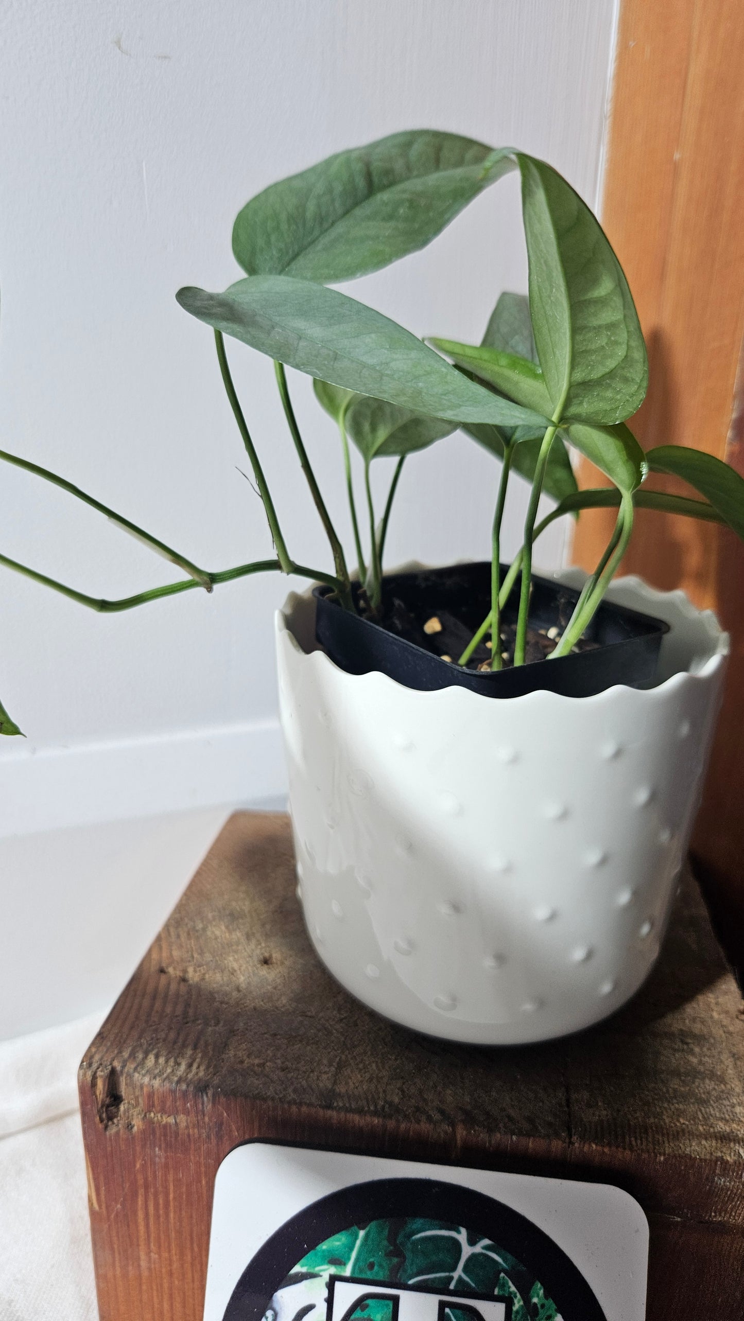 Epipremnum Cebu blue (EPI-155)