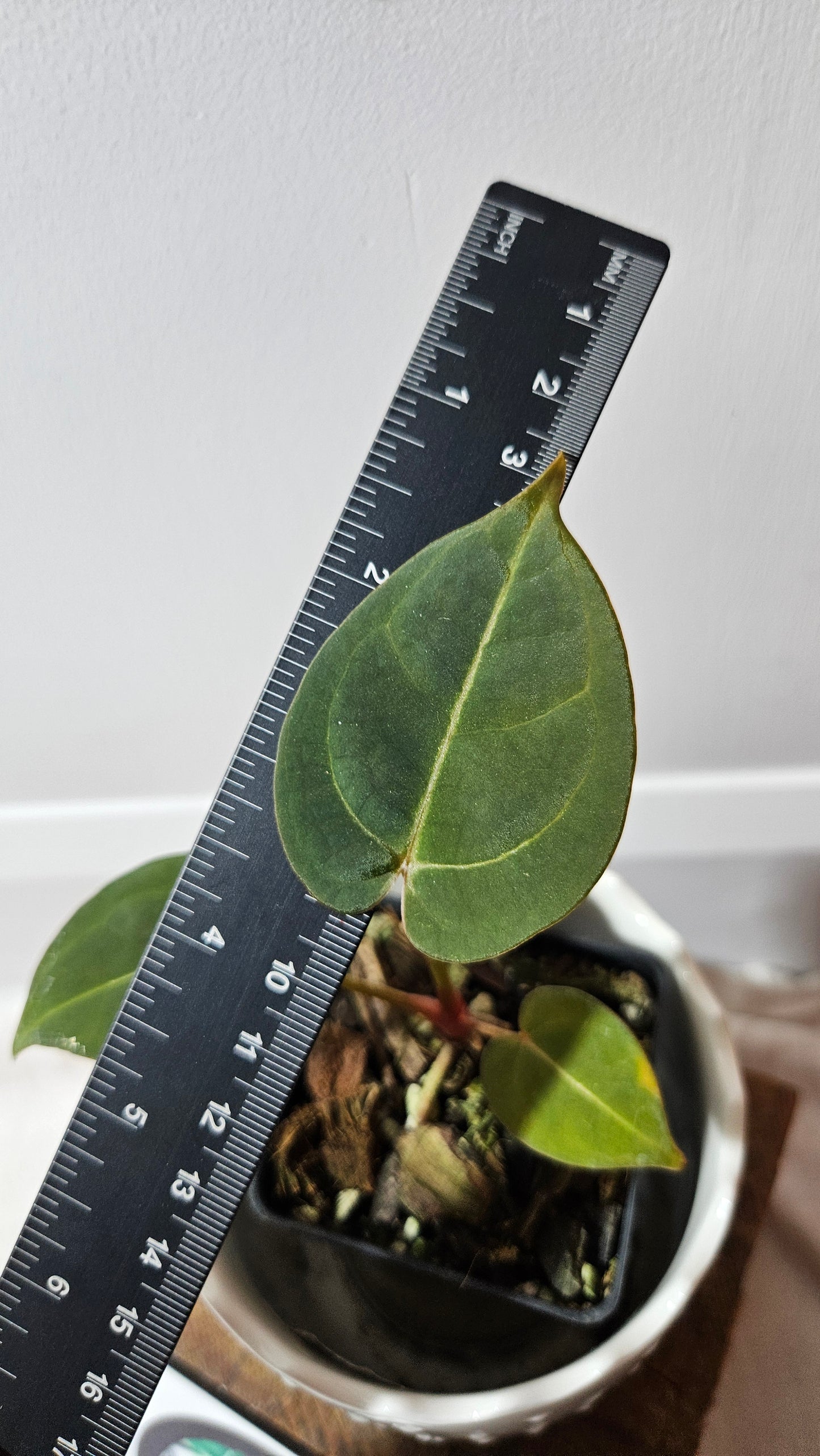 Anthurium Hoffmanii Red Dot (ANT-469)