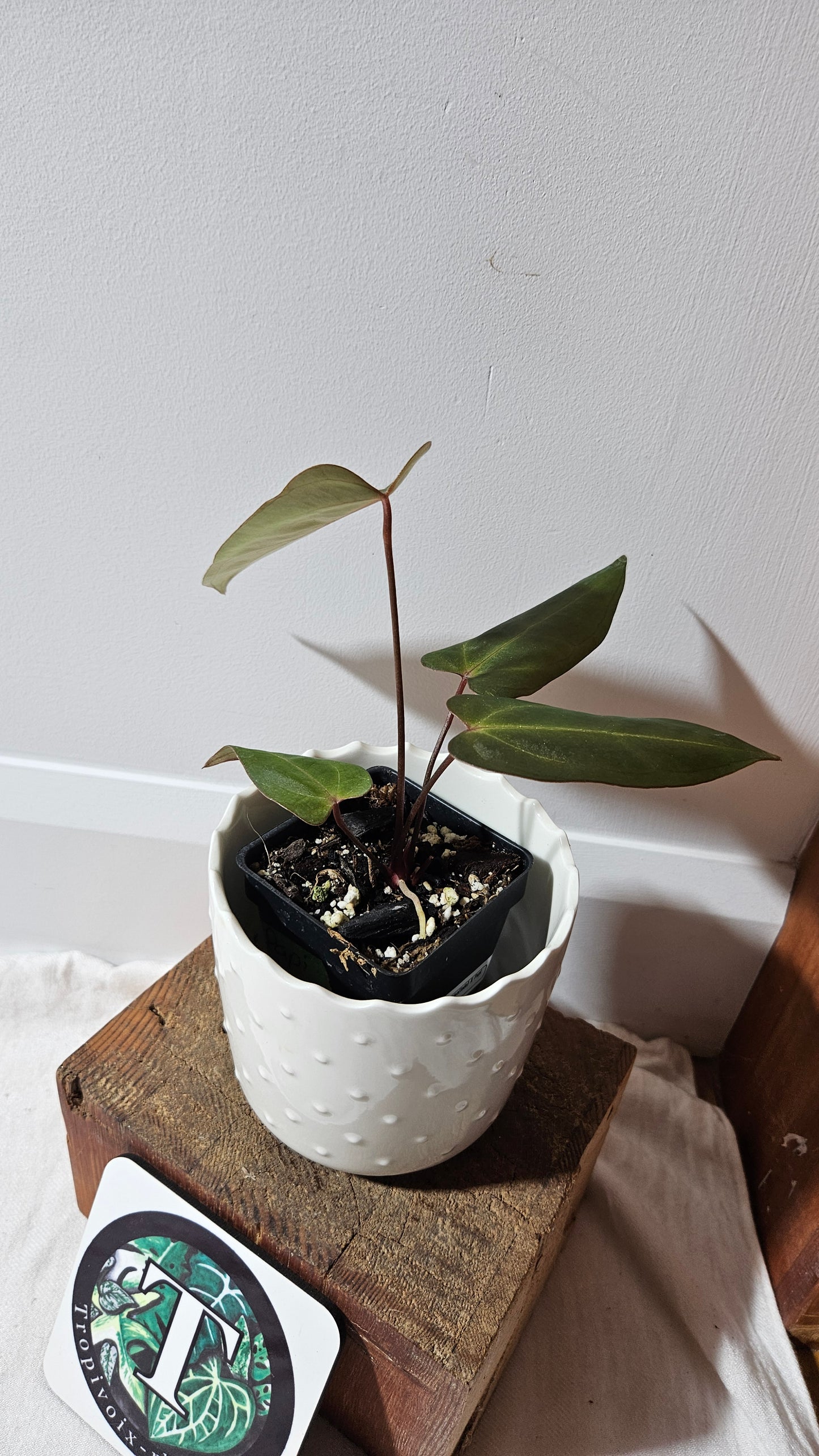 Anthurium Carlablackiae (Indo) X Papillilaminum "format MOYEN" (ANT-472)