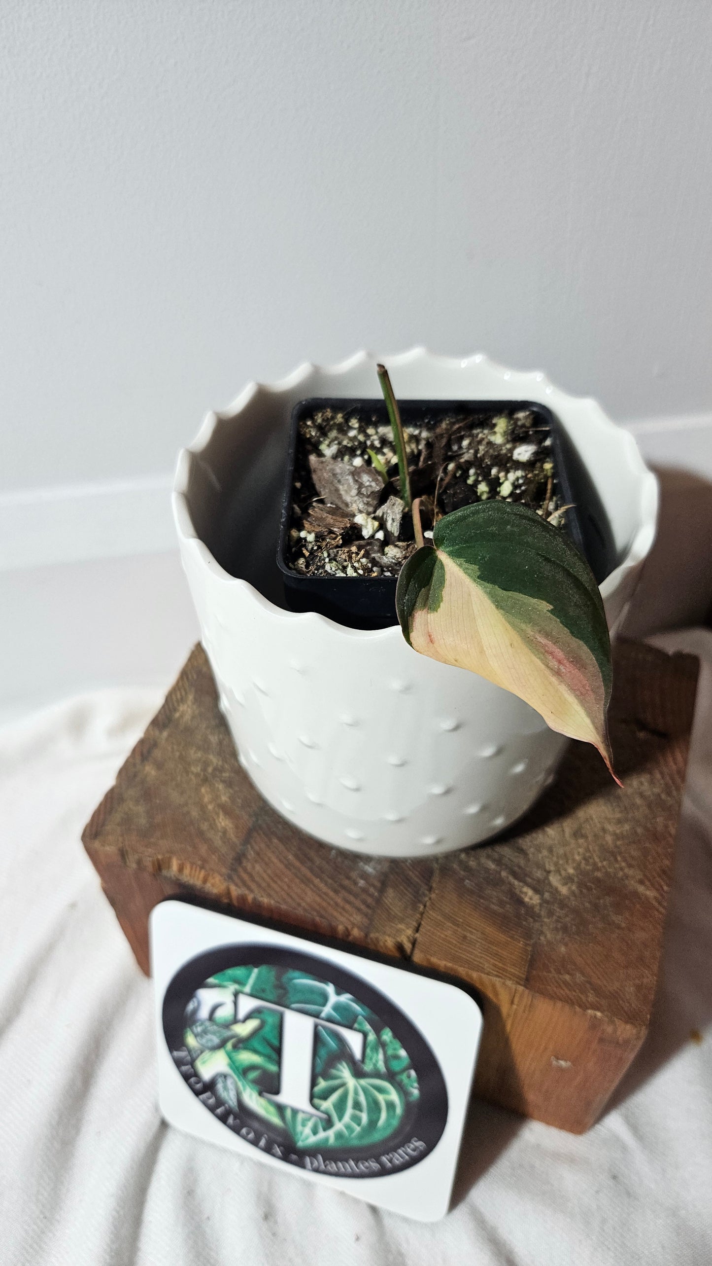 Philodendron Mican Variegata (PHI-861)