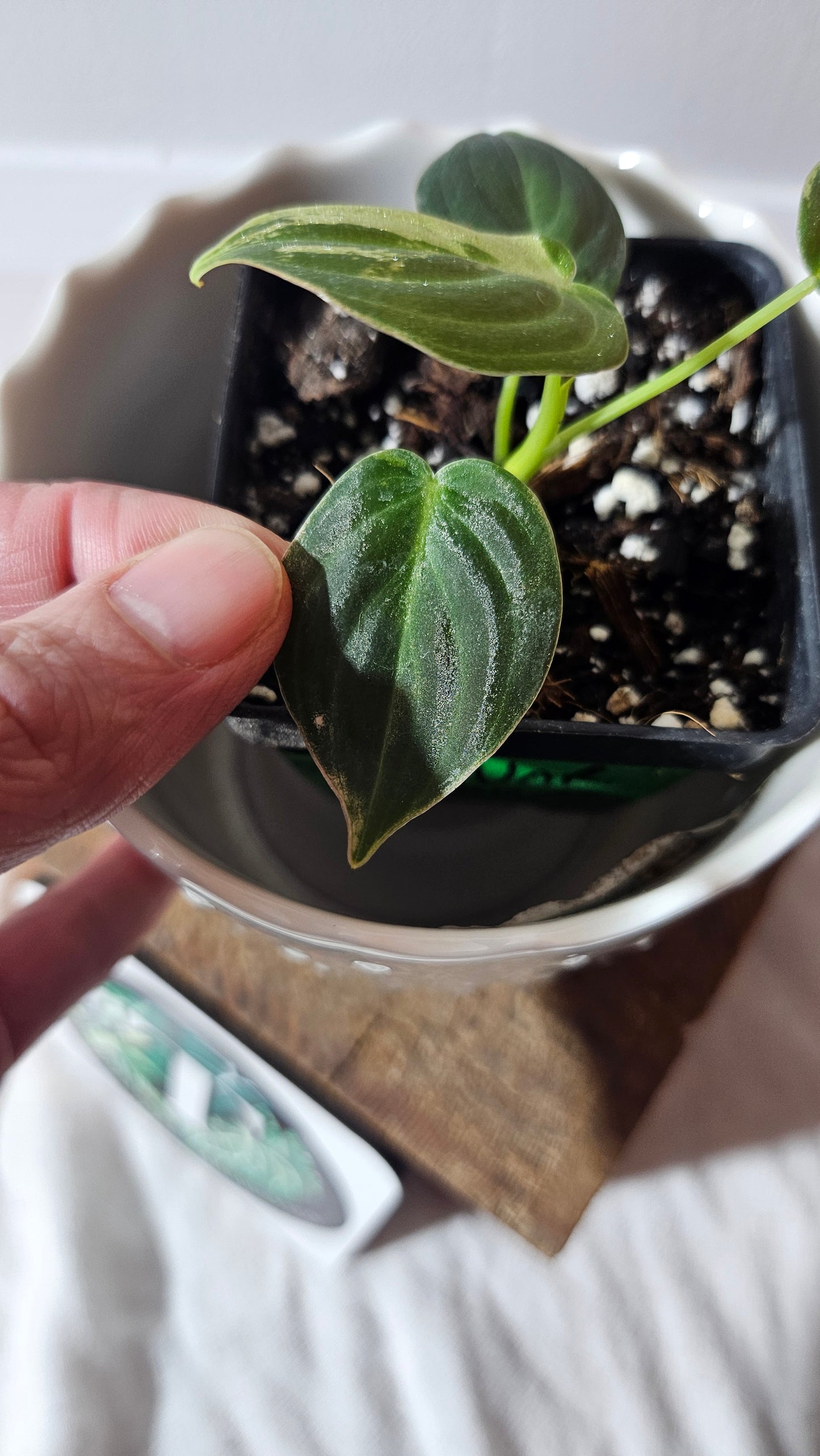 Philodendron Melanochrysum Variegata (PHI-767)
