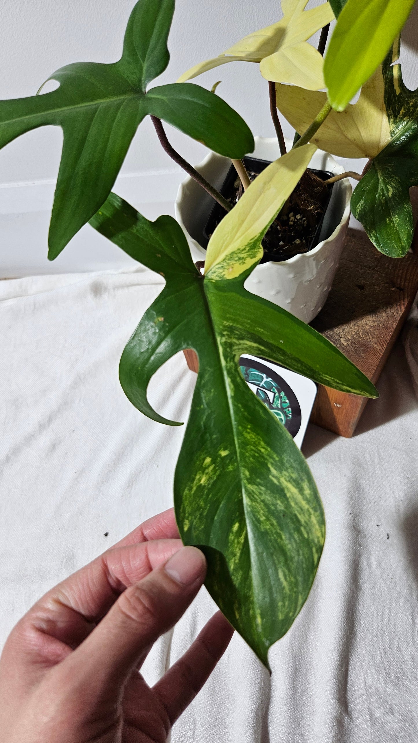 Philodendron Florida Beauty (PHI-816)