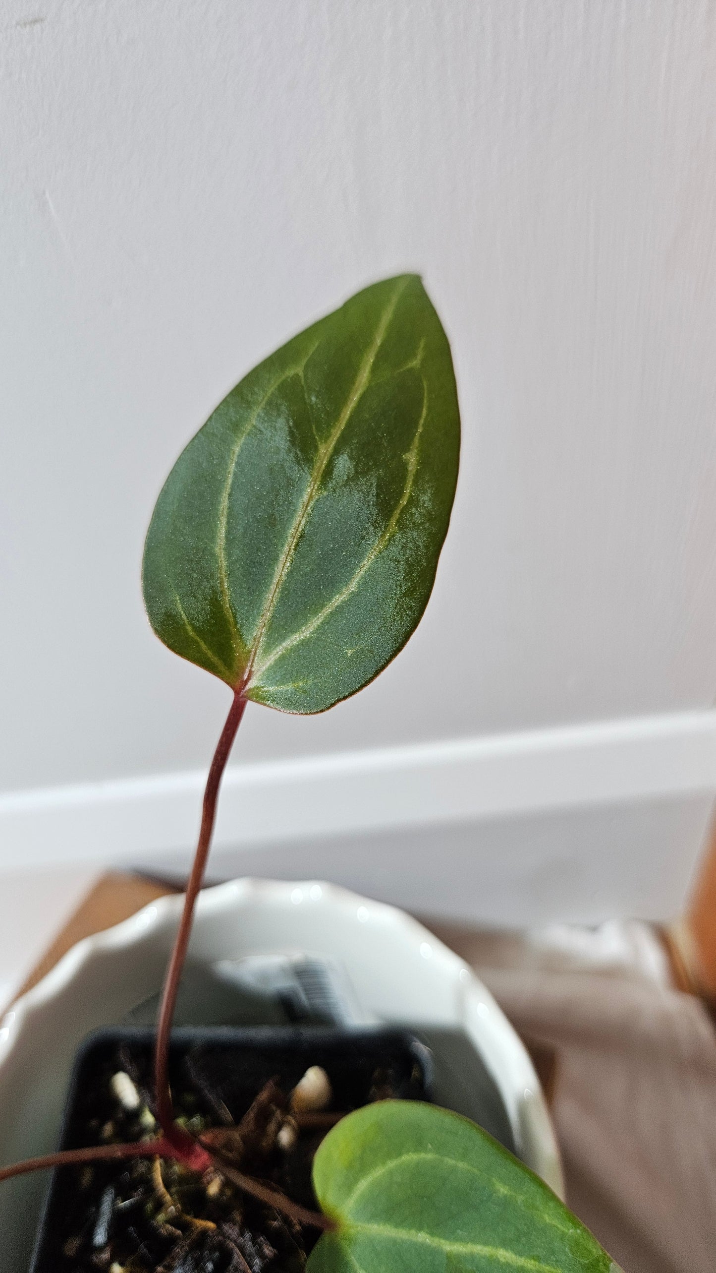Anthurium Red Stem "format PETIT" (ANT-513)