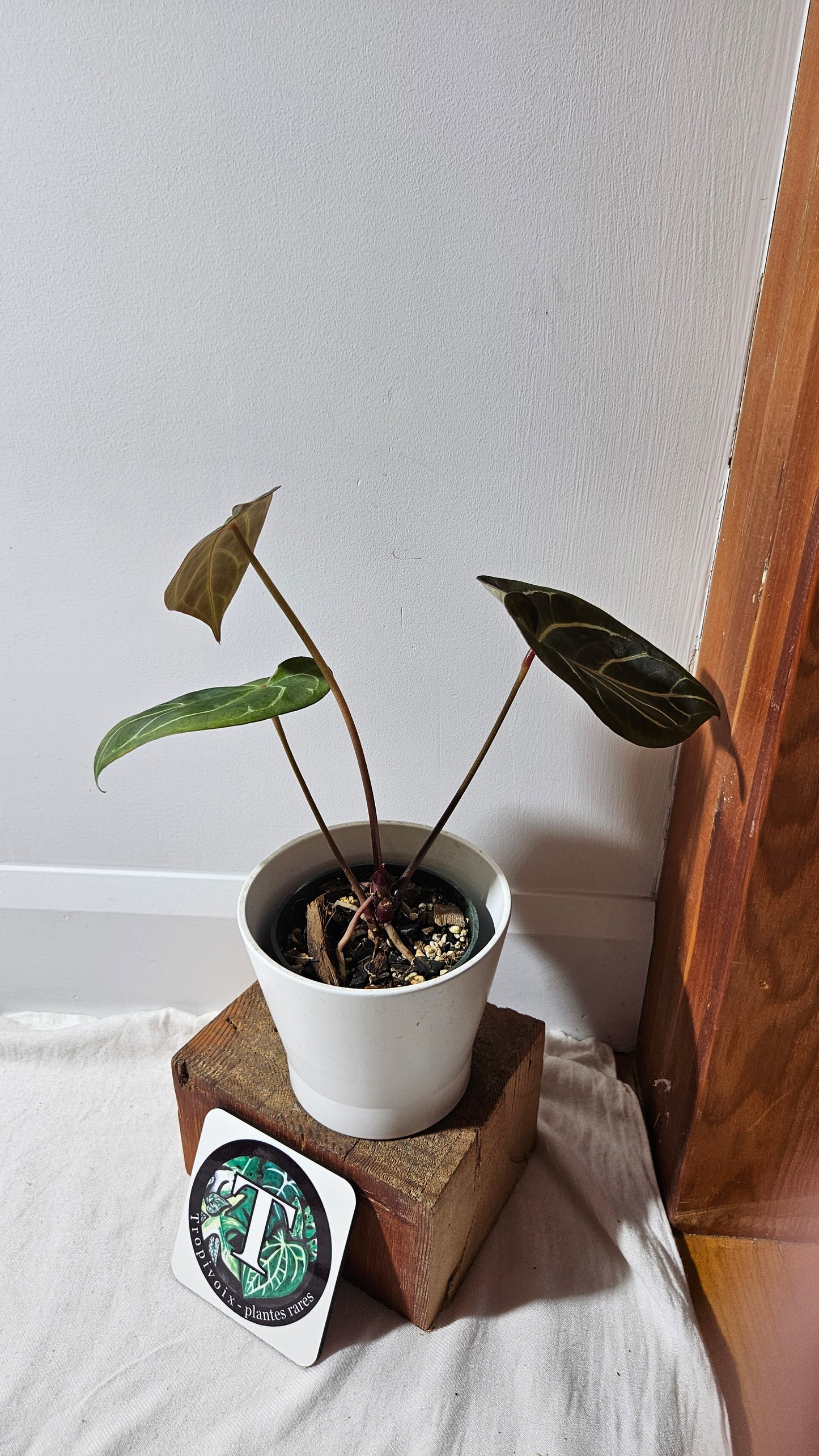 Anthurium Carlablackiae (Indo) X Hoffmanii "format MOYEN/LARGE" (ANT-382)