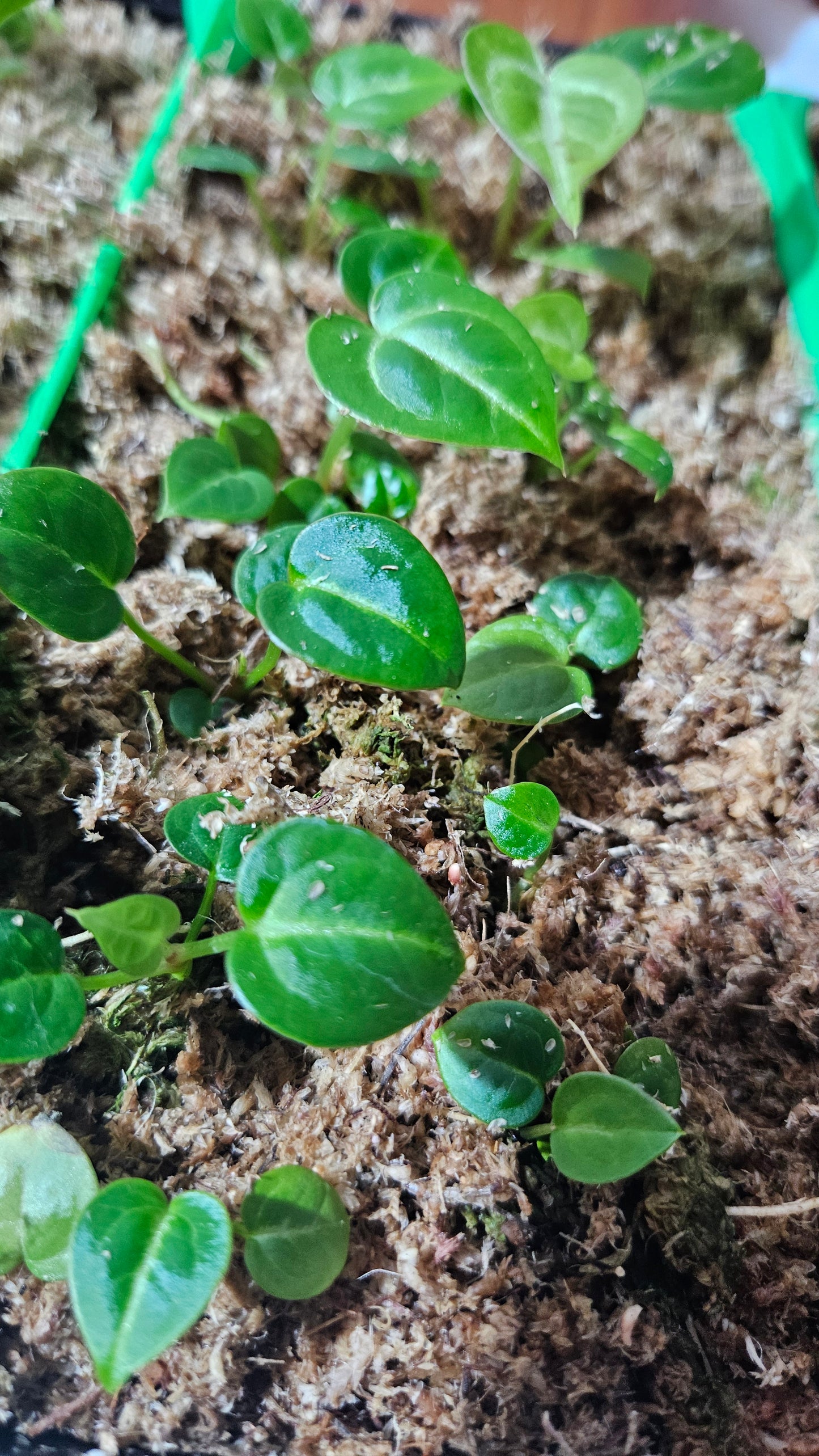 Anthurium Silver Hope "format SEEDLING"