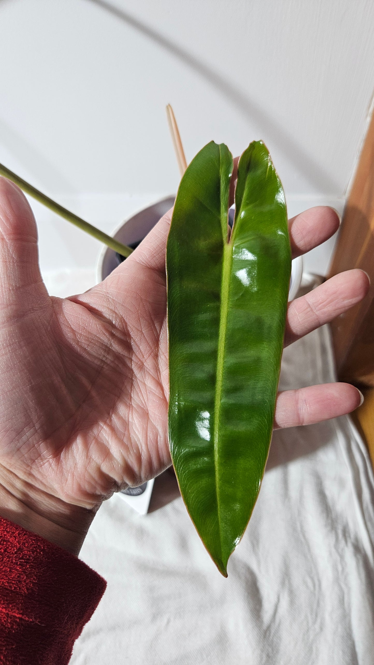 Philodendron Billietiae (PHI-801)