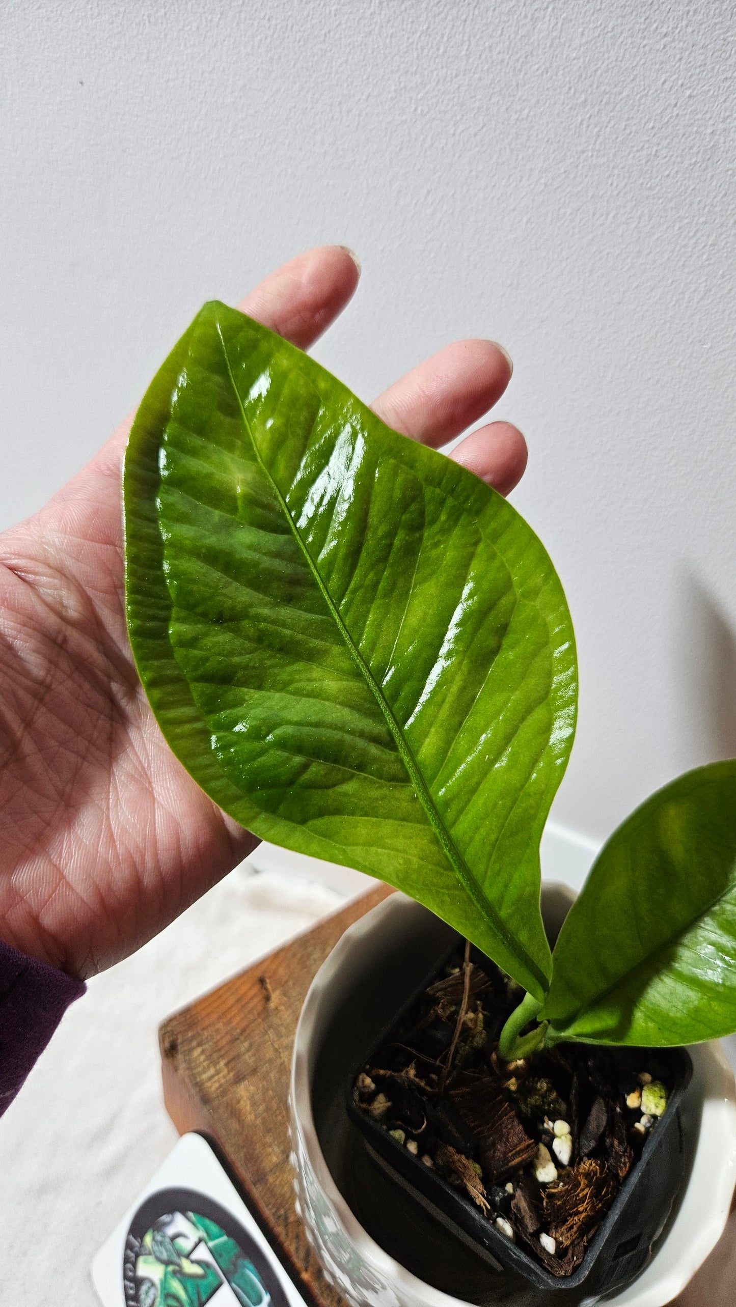 Anthurium Oxycarpum "format PETIT"(ANT-301)