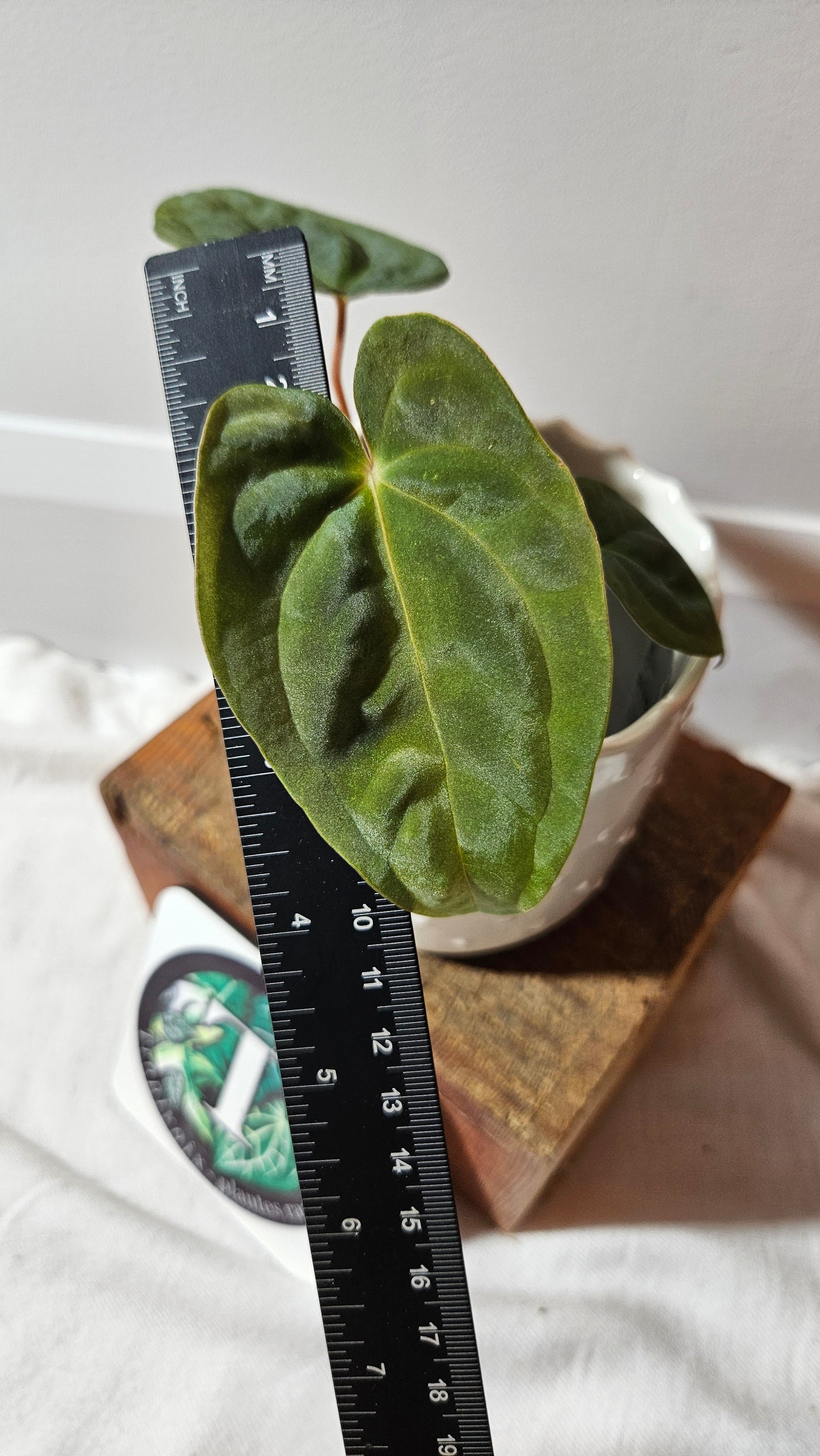 Anthurium Papillilaminum Black (d'équateur) "format PETIT" (ANT-506)