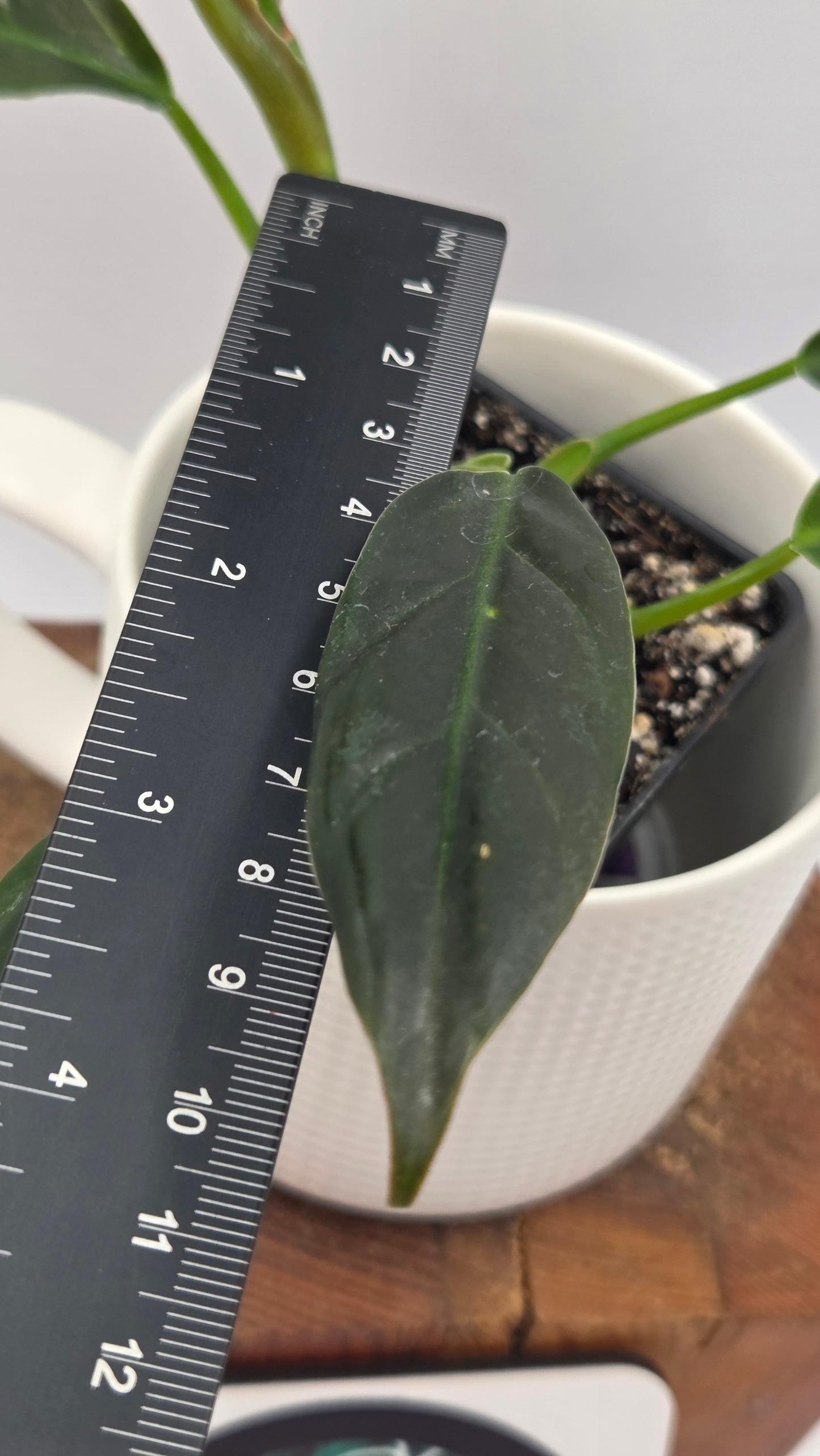Philodendron Subhastatum Blood (PHI-1028)