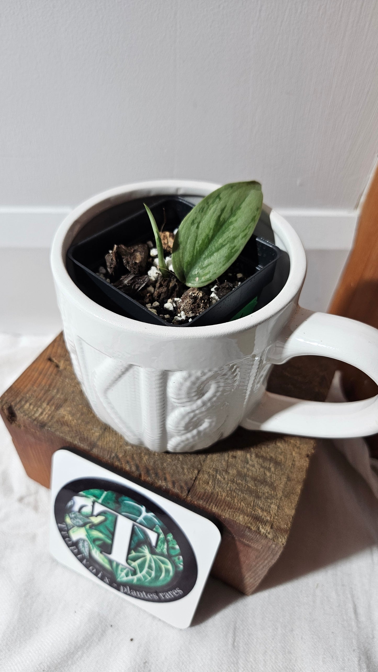 Scindapsus Army silver (SCI-1280)